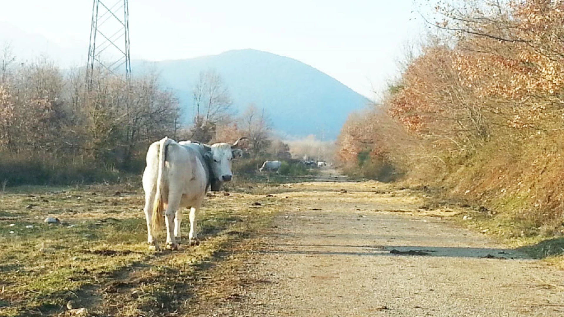 Colli a Volturno: il mandriano, le sue vacche e la strada impraticabile. La storia assurda di Valle Porcina.