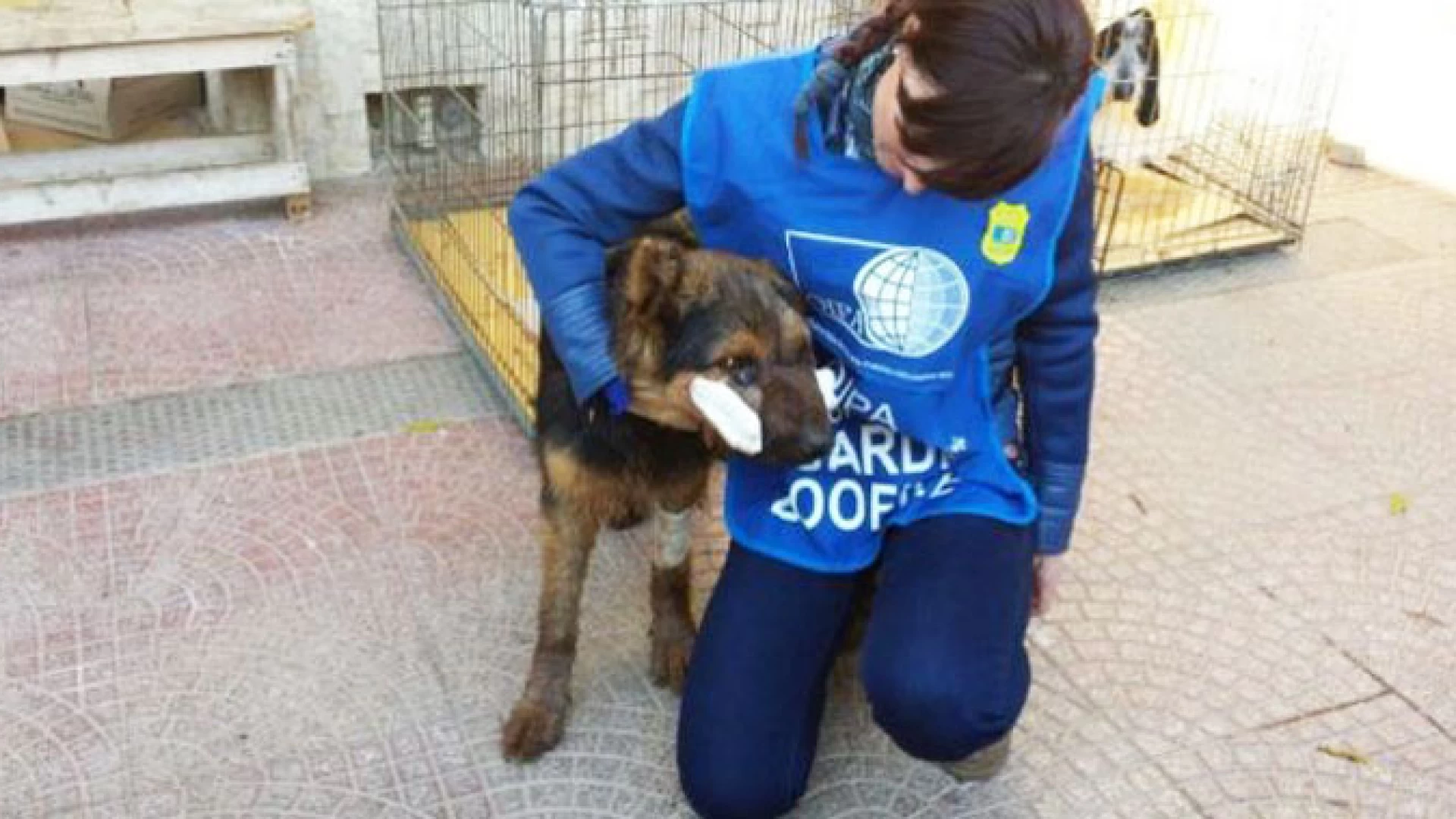 Vairano Patenora: si è salvato il cane seviziato nei giorni scorsi a colpi di roncola. I volontari lo hanno chiamato “Miracolo”.