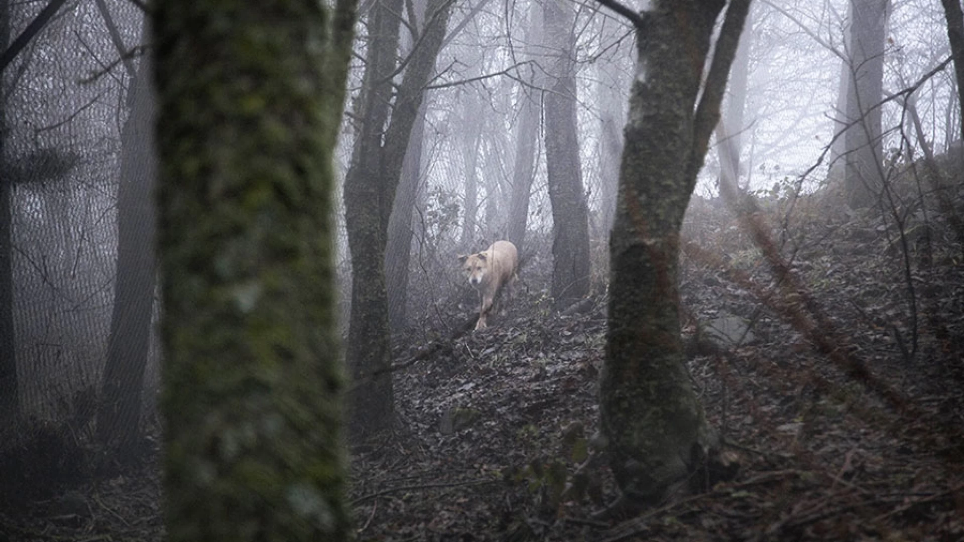 Colli a Volturno:lupi nuovi avvistamenti di esemplari nei pressi del fiume Volturno. In aumento la popolazione presente sul territorio.