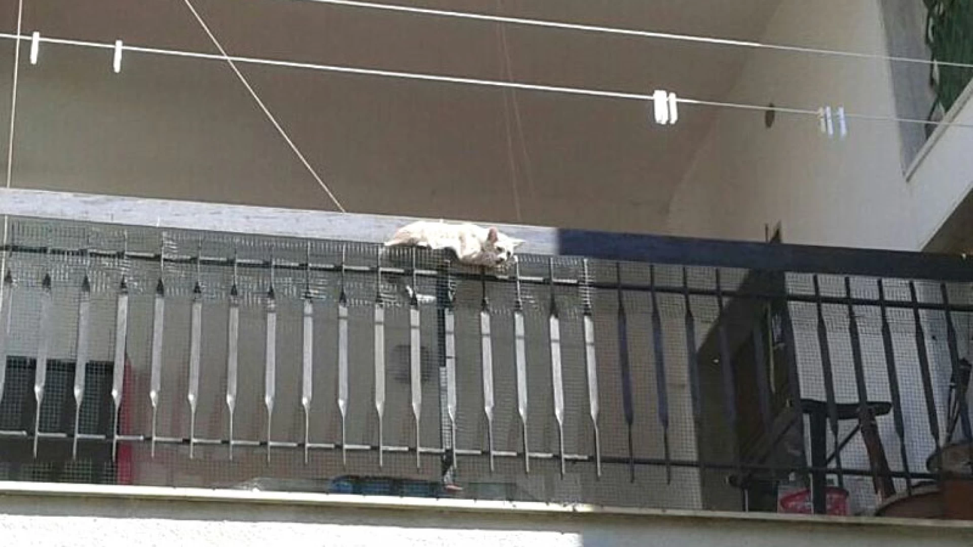 Venafro: i Vigili del Fuoco volontari salvano gattino in fin di vita. La bestiola rimasta impigliata ed in bilico su un balcone.
