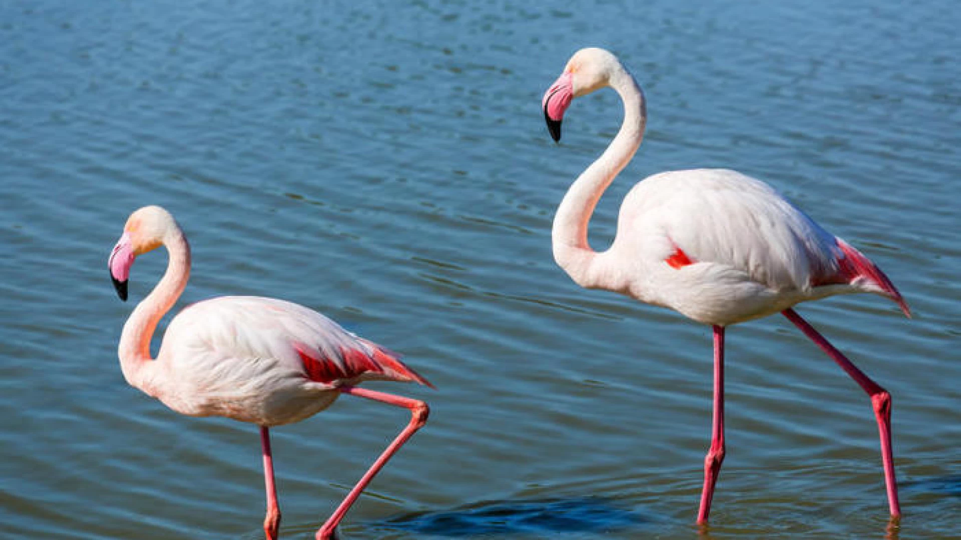 La Riserva naturale del lago di Campotosto accoglie una colonia di fenicotteri rosa. La nota dei Carabinieri Biodiversità dell’Aquila.