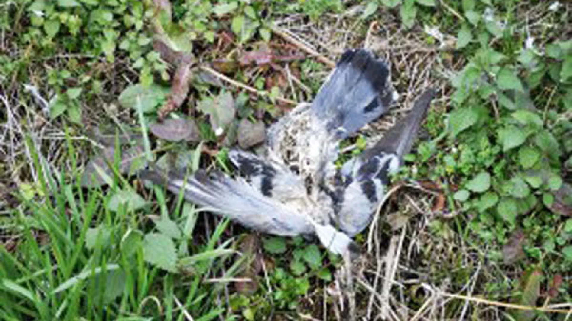 Venafro: moria di piccioni nei pressi del torrente Rava. Ritrovate decine di carcasse di volatili.