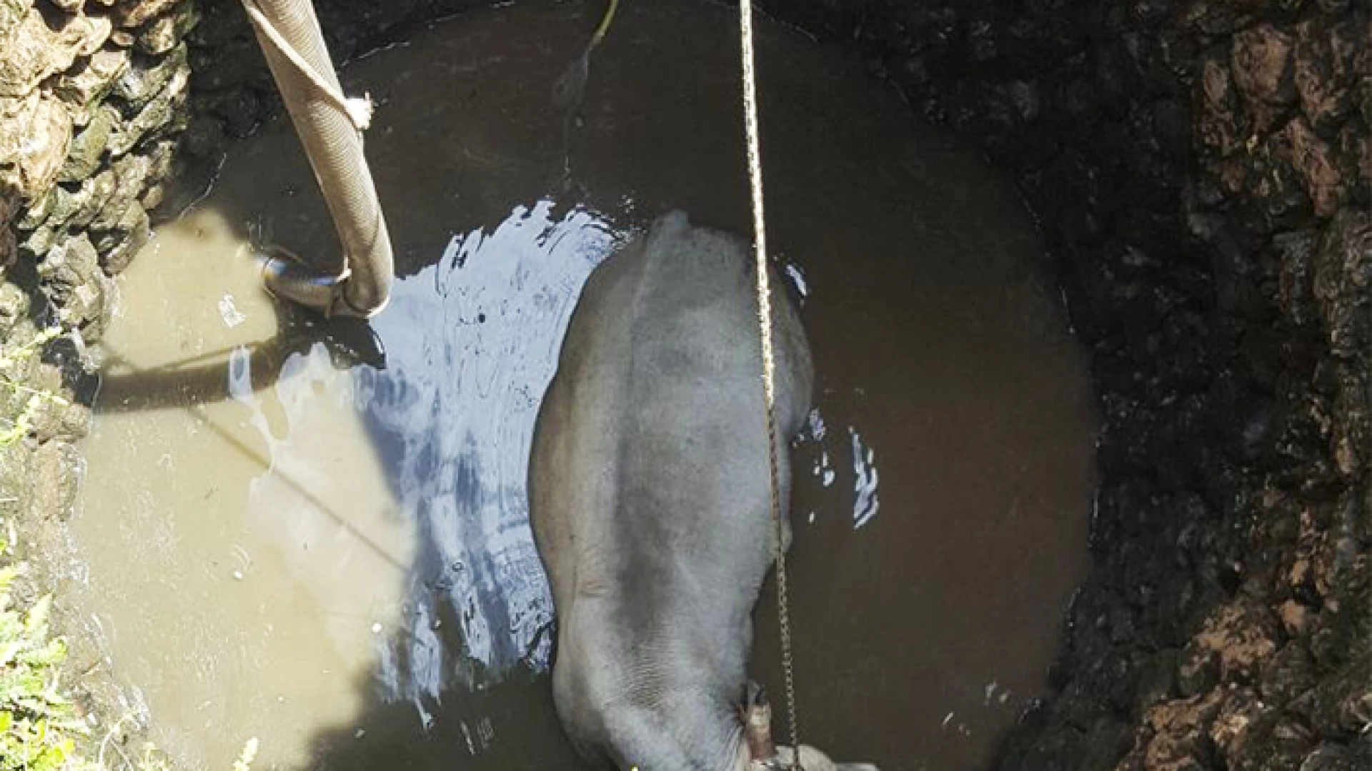 Venafro: toro cade in un pozzo sul Monte Sammucro. Per salvarlo interviene un elicottero dei Vigili del Fuoco da Pescara