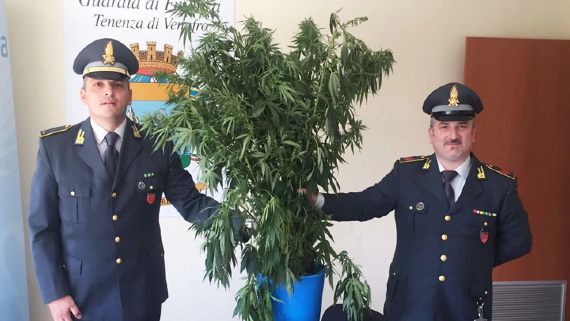 Castelpetroso: la Guardia di Finanza sequestra una piantagione di cannabis. Arrestato un 47enne del posto.