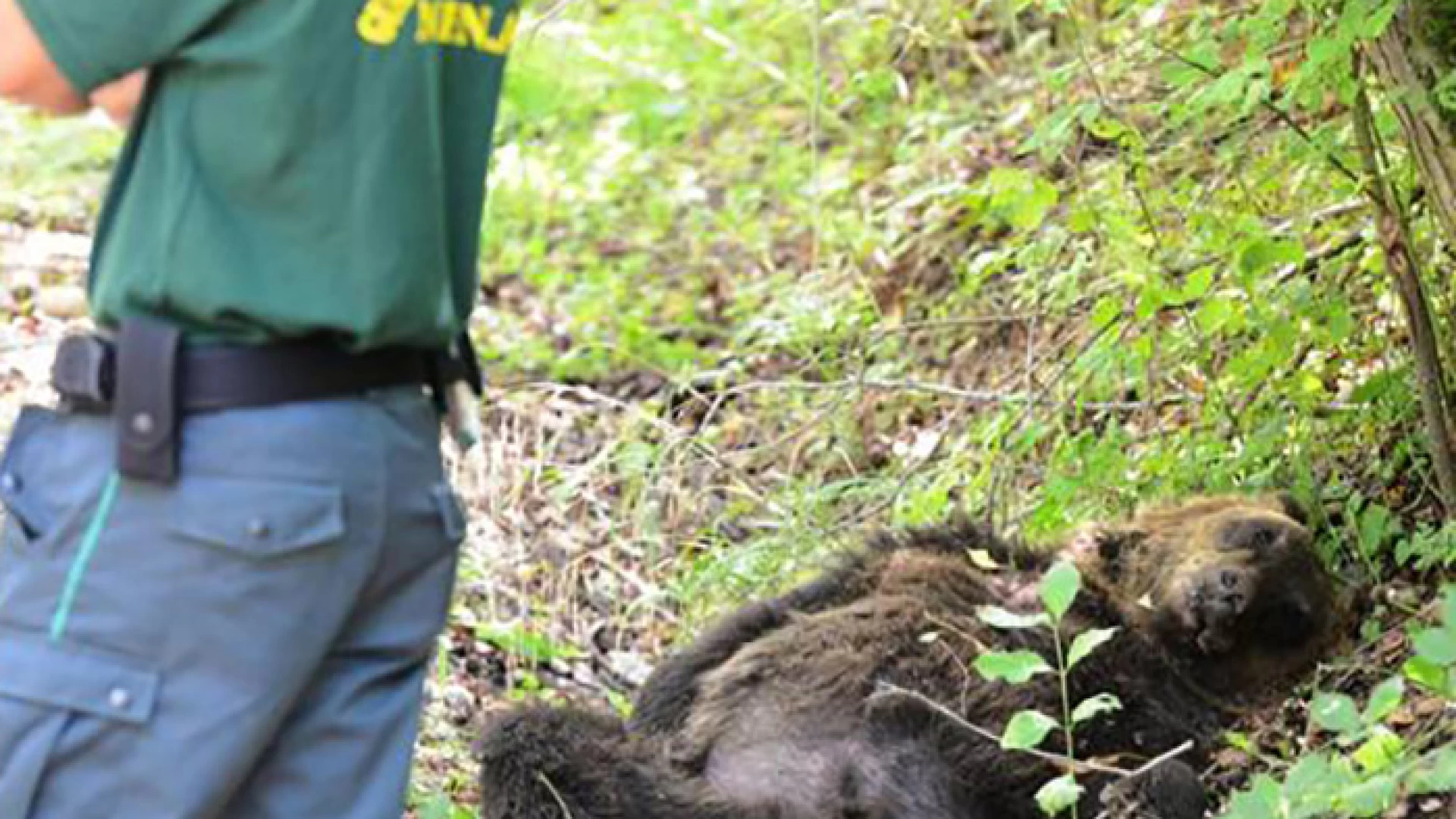 Si apre domani a Sulmona lo storico processo per l’uccisione di un orso marsicano nel 2014 a Pettorano.
