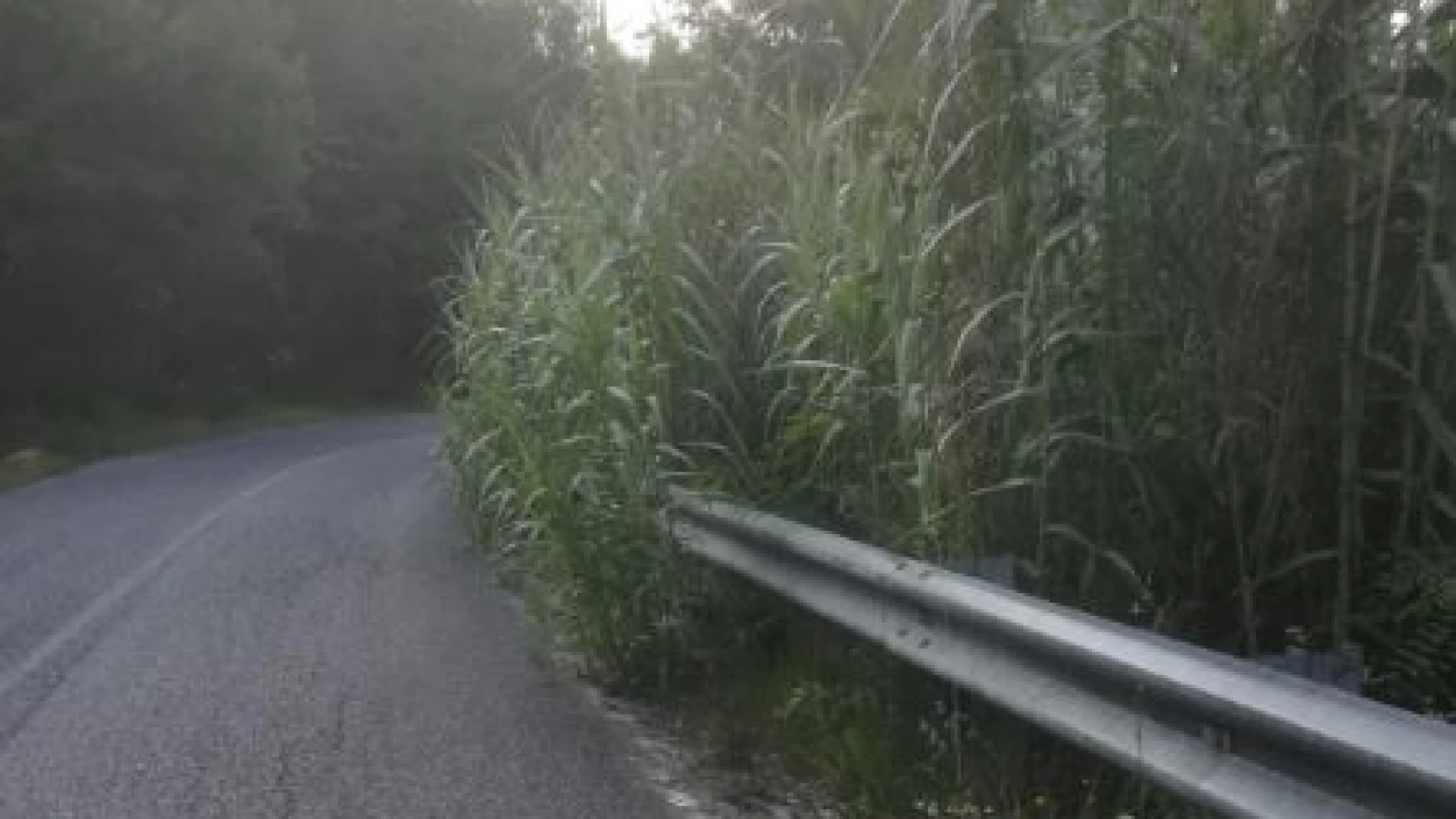 La strada provinciale tra Colli e Scapoli è pericolosa. L’allarme lanciato dai pedoni e dagli sportivi. La vegetazione invade a tratti la carreggiata stradale.