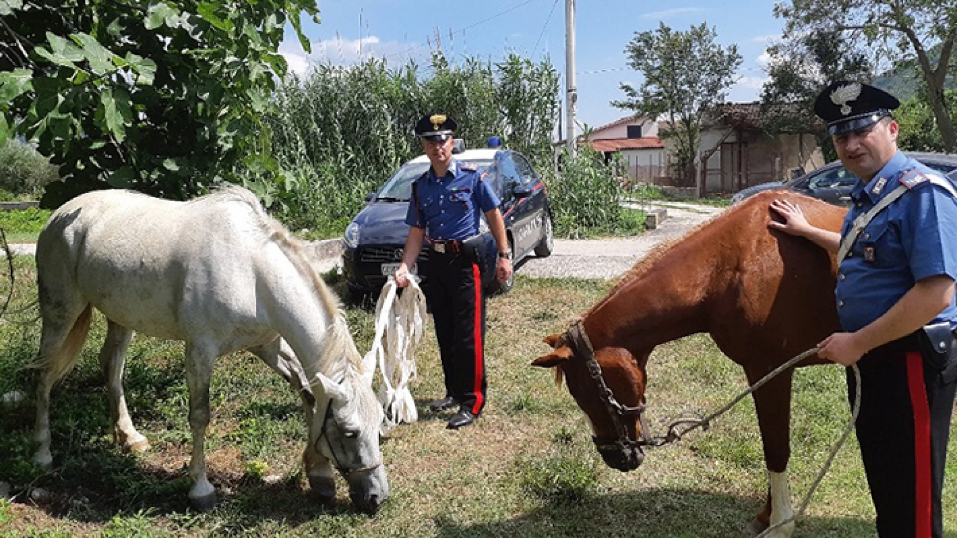 Sesto Campano: Ricettazione di cavalli, coppia di casertani incastrata dai Carabinieri. Equini recuperati e restituiti ai proprietari.