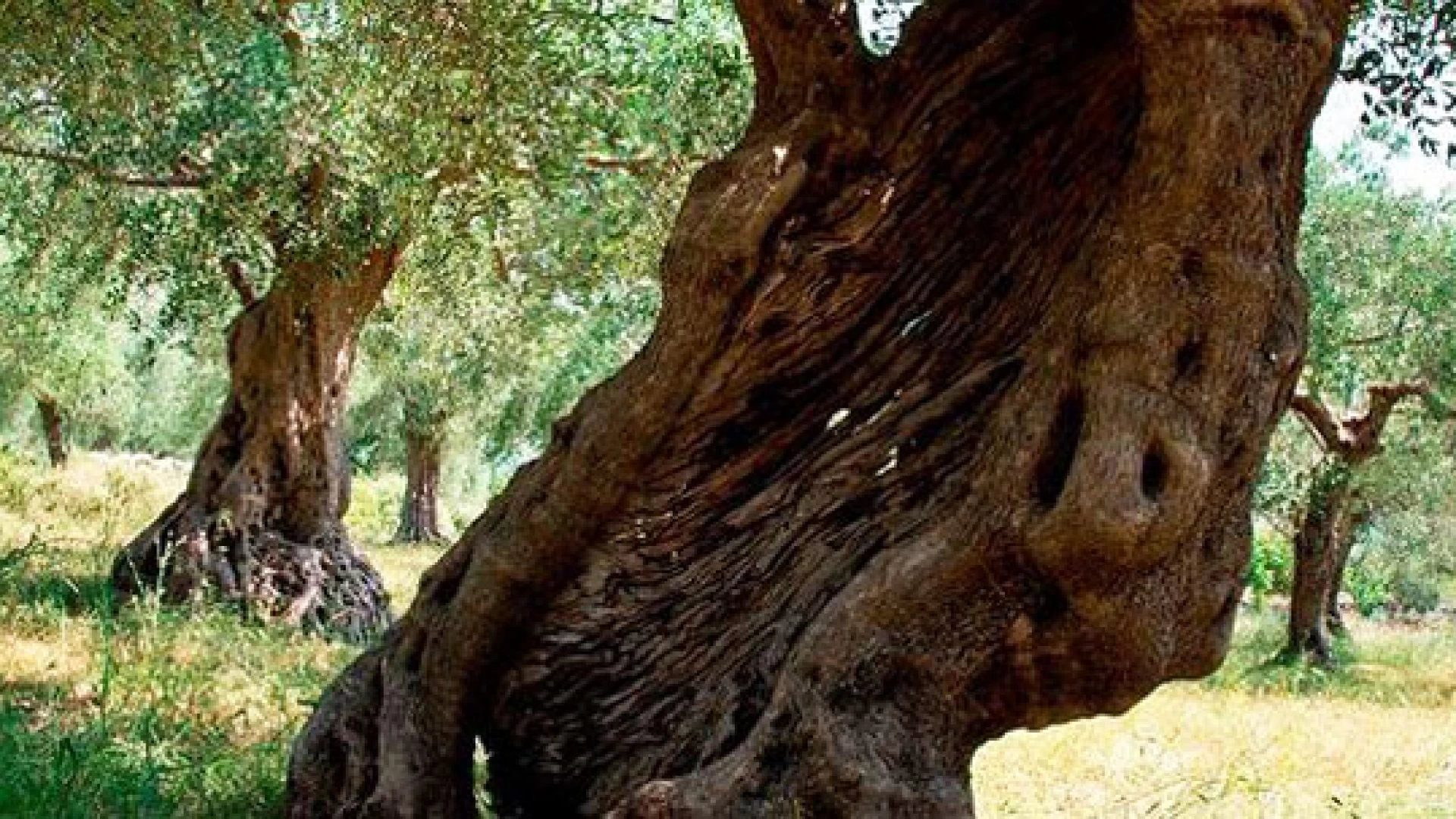 Venafro, presso l'ente parco dell'olivo il comitato del progetto Cross Border Olive