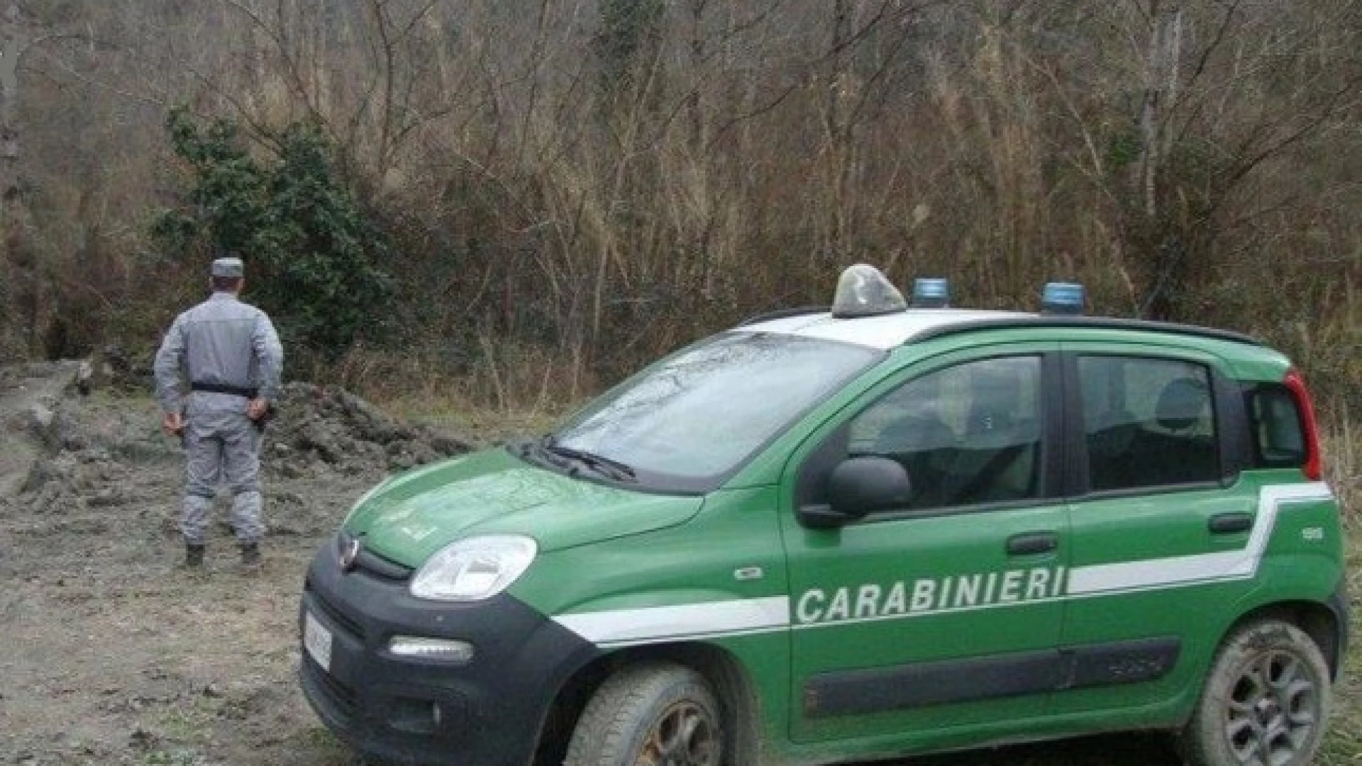 Orso avvistato nella Valle del Volturno, i Consigli dei Carabinieri Forestali