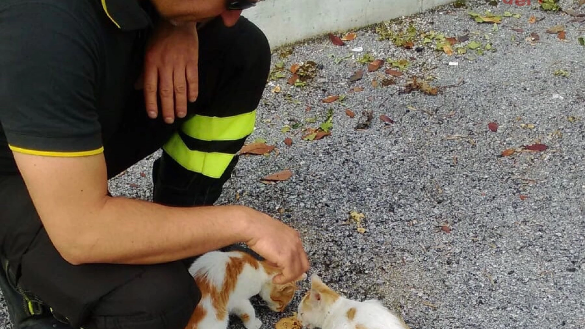 Isernia: i Vigili del Fuoco recuperano tre gatti abbandonati nel cortile di un condominio.