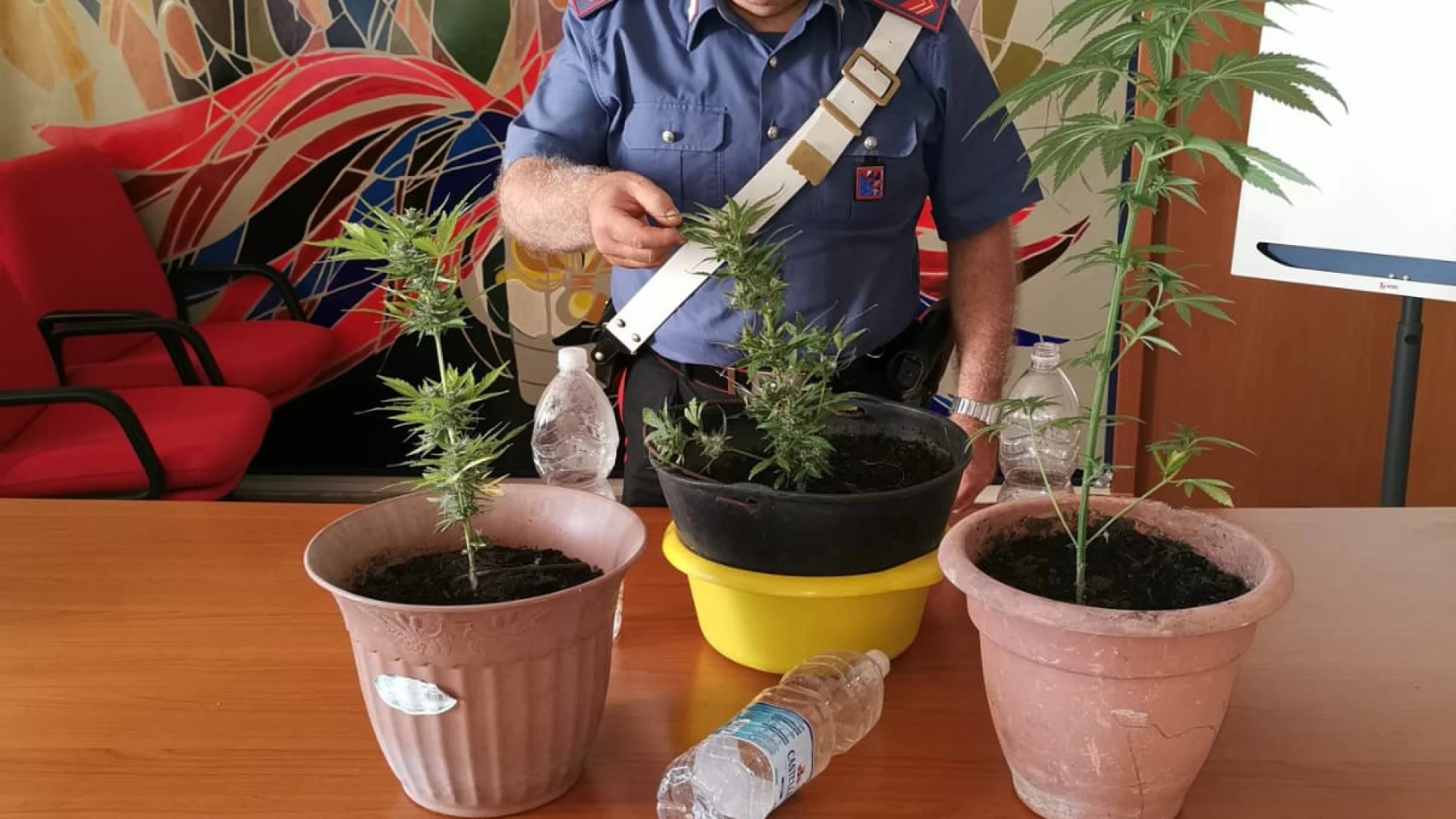 Longano: Tre piante di cannabis sequestrate dai Carabinieri.