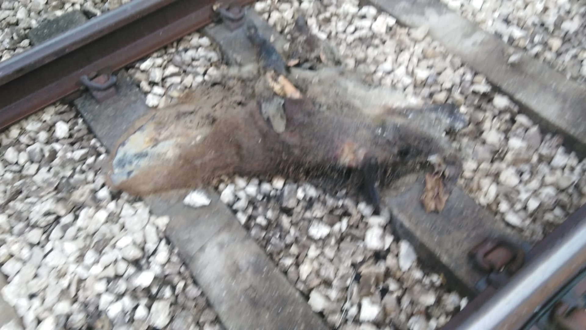 Pozzilli: strage di cinghiali sotto il treno nel nucleo industriale. Morti 13 ungulati. Guarda le foto