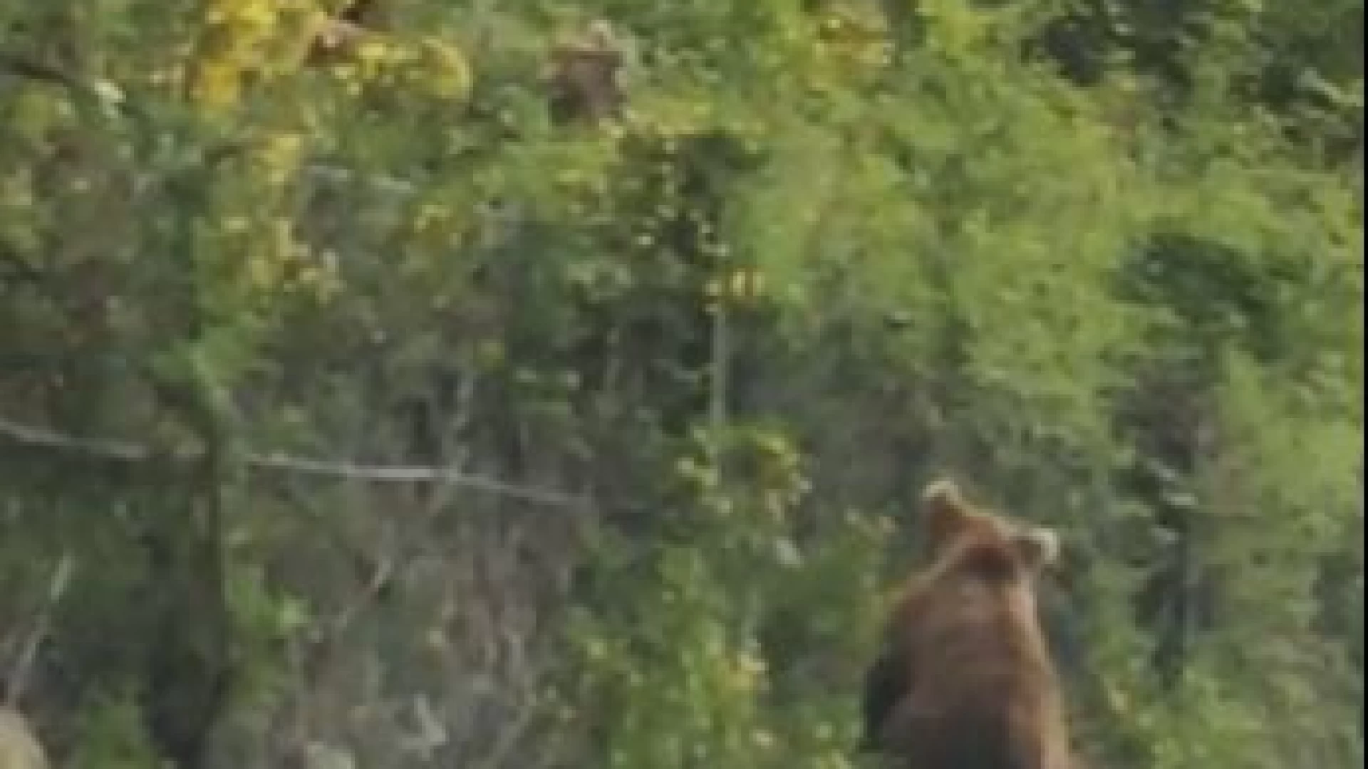 Spopola sul web il video dei cuccioli d'orso che attraversano la strada. Ma non è il Molise ma bensì il Trentino Alto Adige.