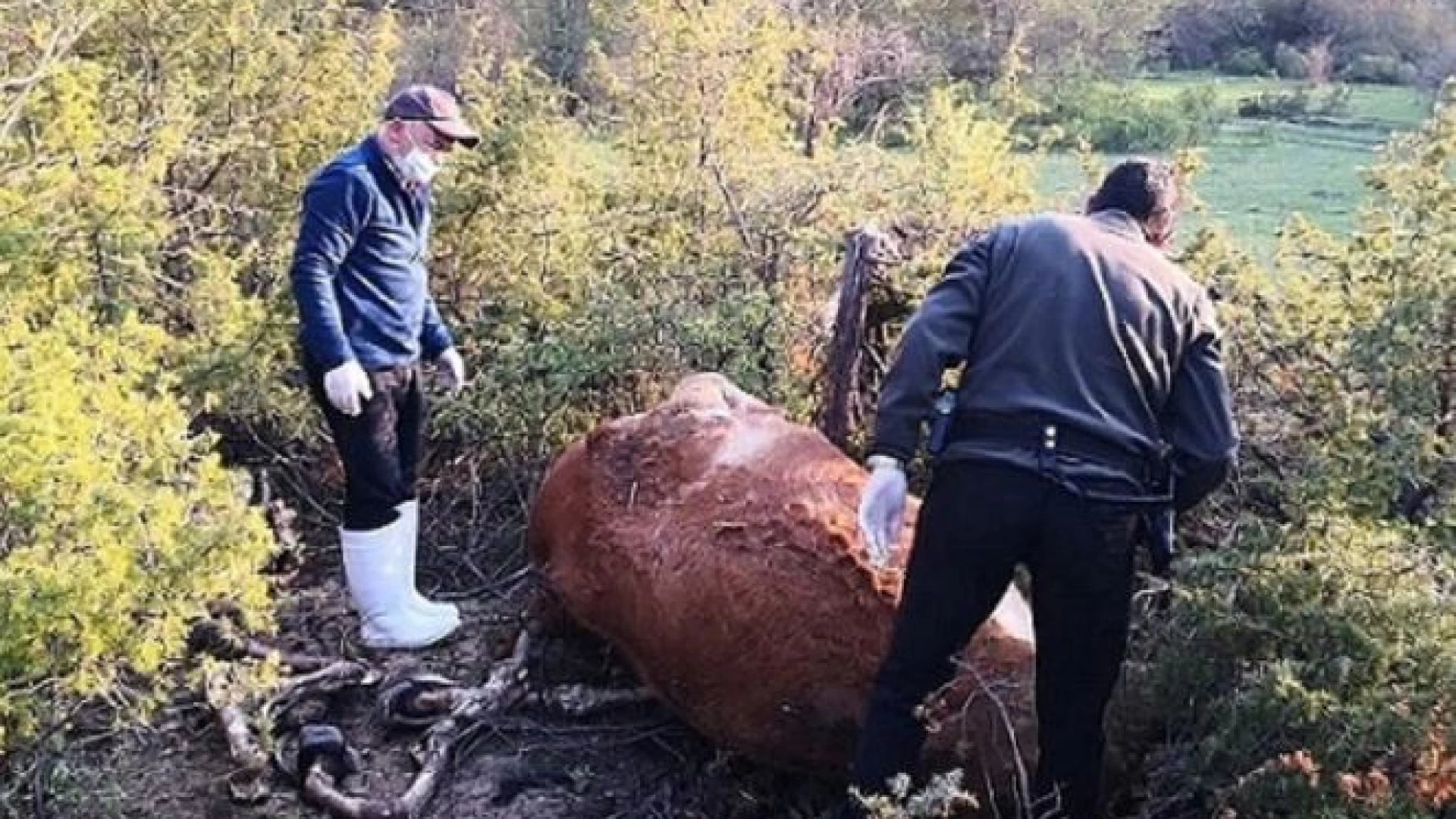Montenero Val Cocchiara: il sindaco Filippo Zuchegna interviene dopo il ritrovamento di alcune carcasse animali. “I nostri allevatori hanno sempre rispettato le norme”.