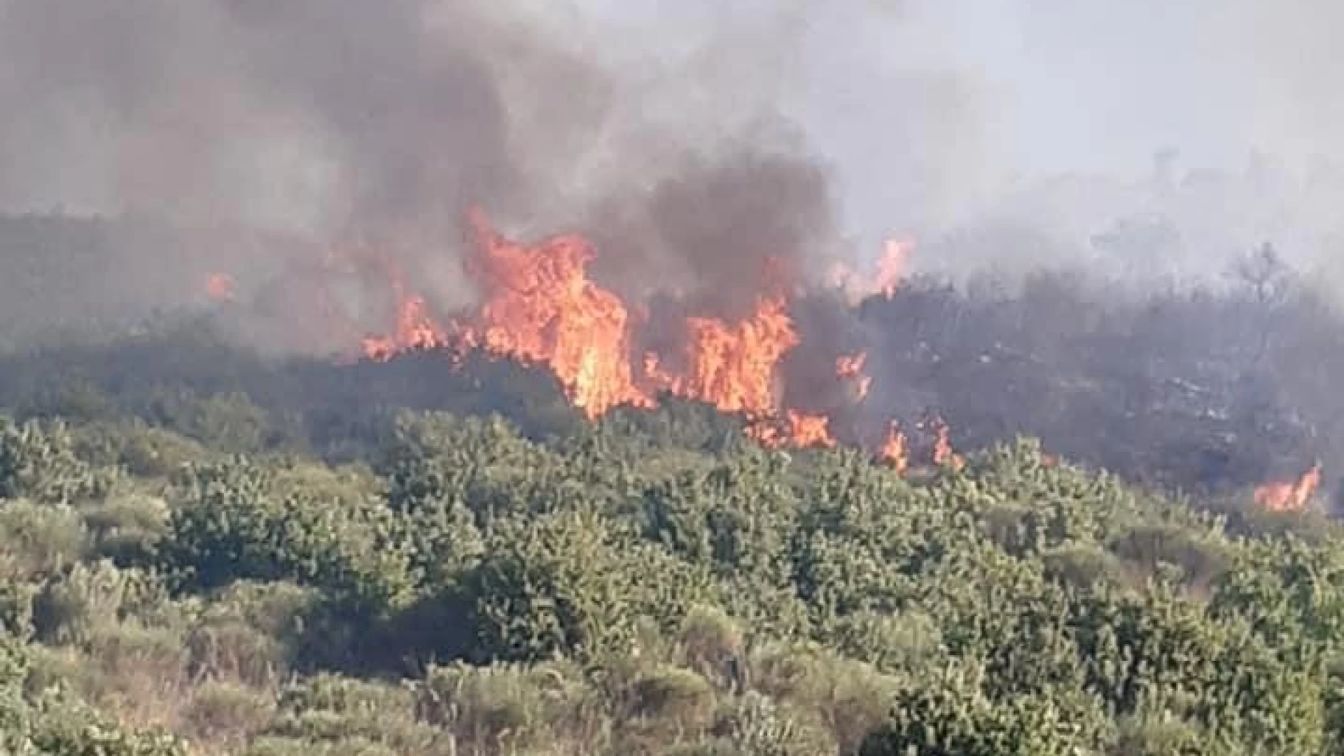 Santa Maria Oliveto: è ripartito l'incendio che ha distrutto il patrimonio boschivo dell'area