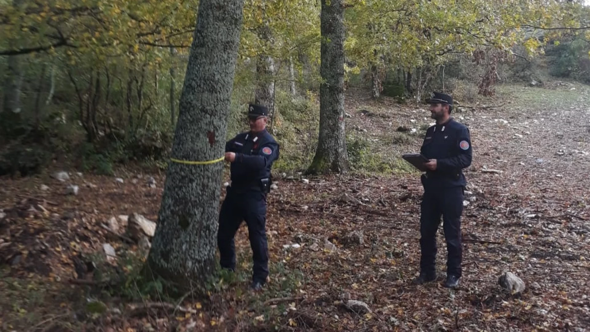 Taglio improprio di boschi, denunciato imprenditore dai Carabinieri Forestali
