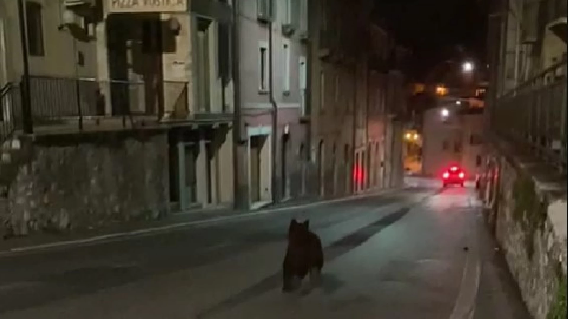 Giovane orso Marsicano per le strade di Celano. La nota di Salviamo l"Orso