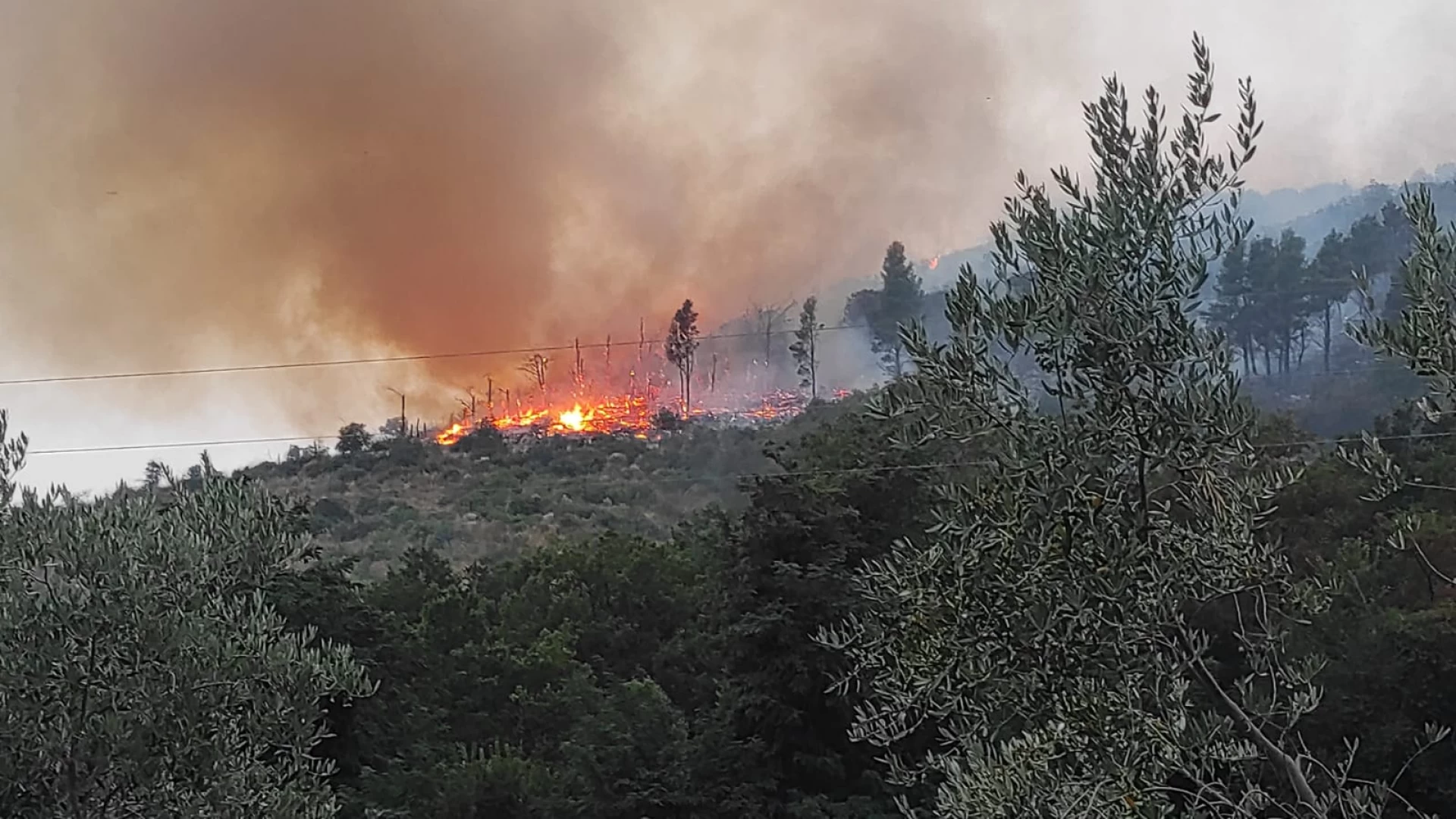 Venafro: vasto incendio minaccia uliveti a boschi a confine con la città