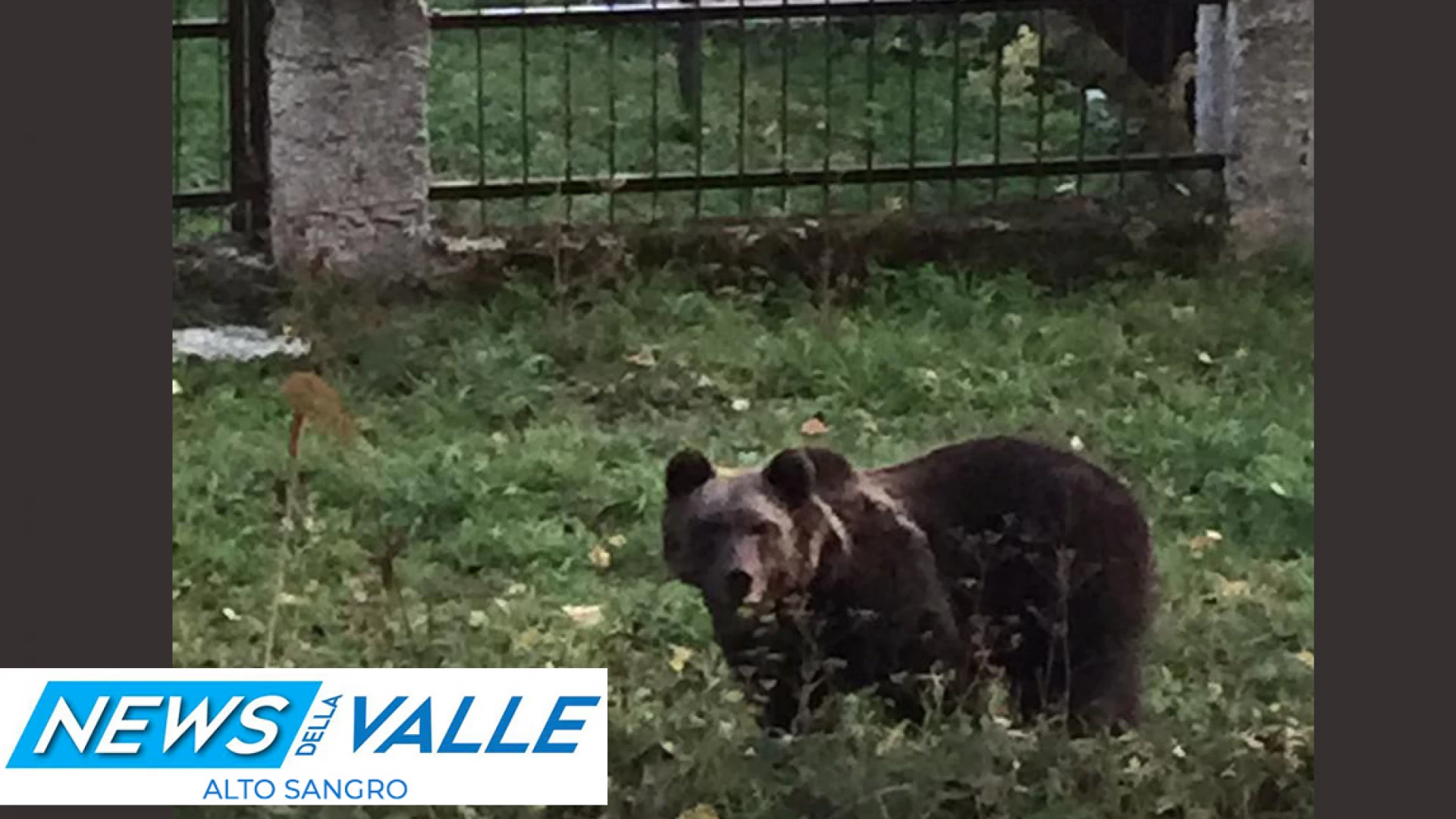 Roccaraso: orso a spasso per le vie del centro. Ancora un avvistamento di plantigrado. Guarda il video esclusivo.