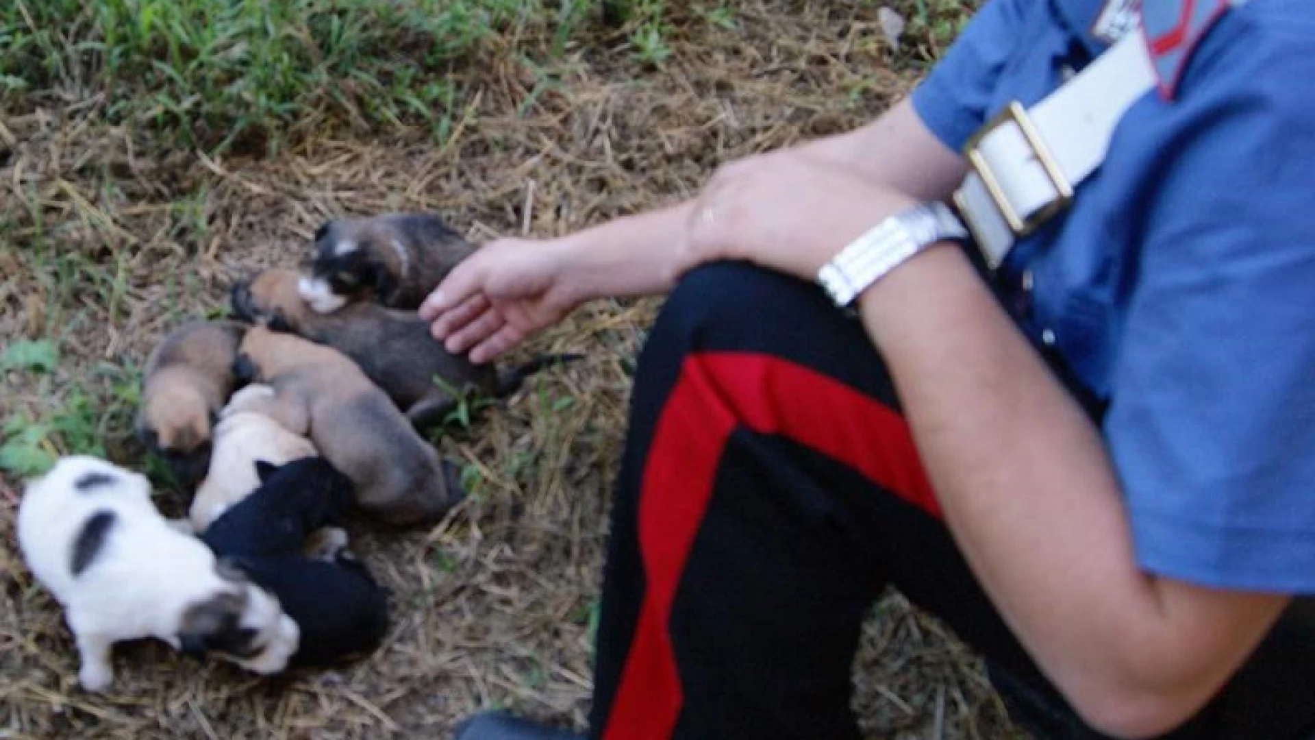 Isernia: Cuccioli di cane abbandonati da ignoti, per fortuna vengono trovati e salvati dai Carabinieri.