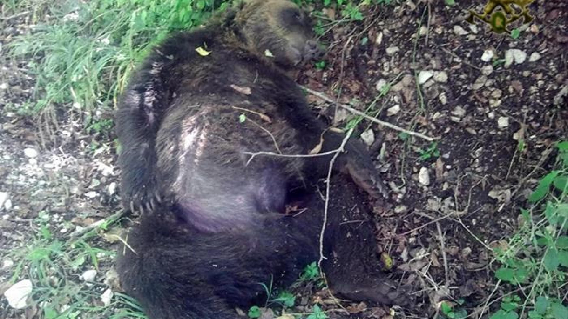 Torna in Tribunale il processo per l'uccisione dell'orso di    Pettorano avvenuta nel 2014.