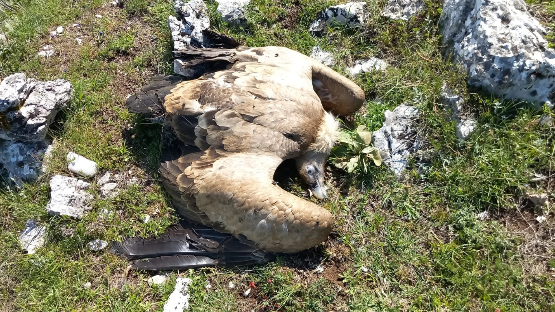Cresce il numero delle vittime di avvelenamento a Cocullo, in Abruzzo. Un crimine contro la biodiversità!