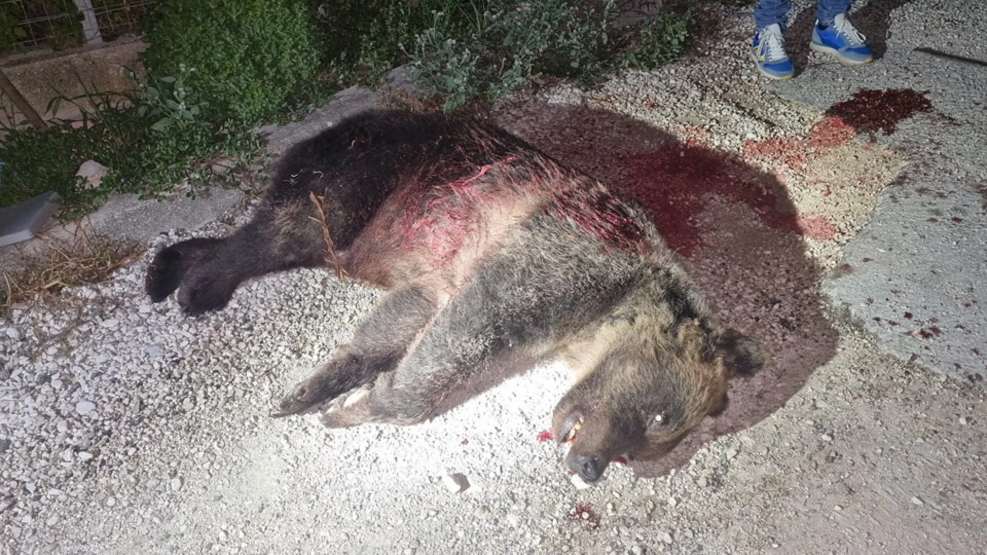 Il parco nazionale perde l'orsa amarena, uccisa da un colpo di fucile. Individuato dai Carabinieri il presunto responsabile