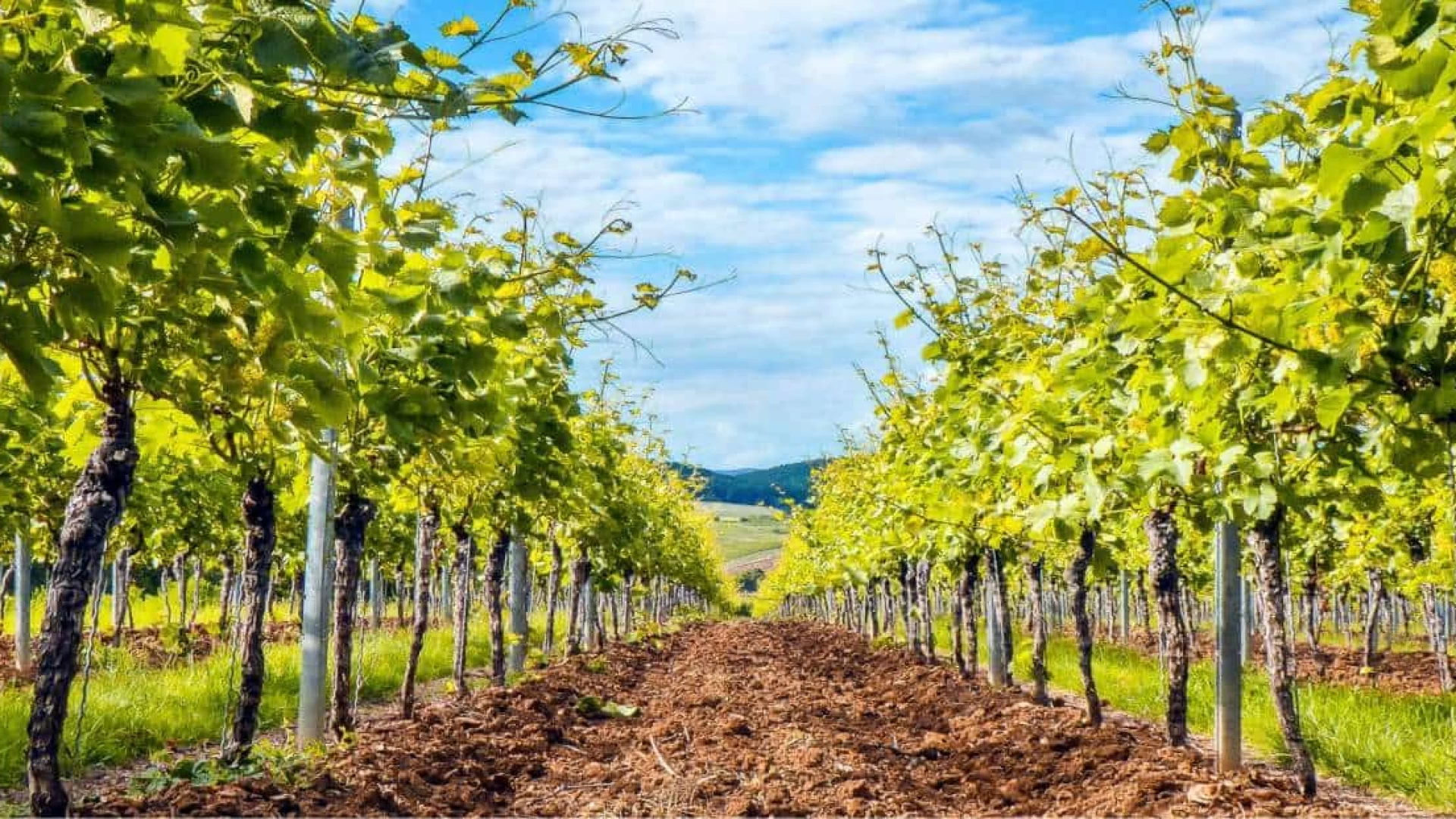 Coldiretti Molise: bene aiuti a settore viticolo dopo danni da Peronospora ma non basta.