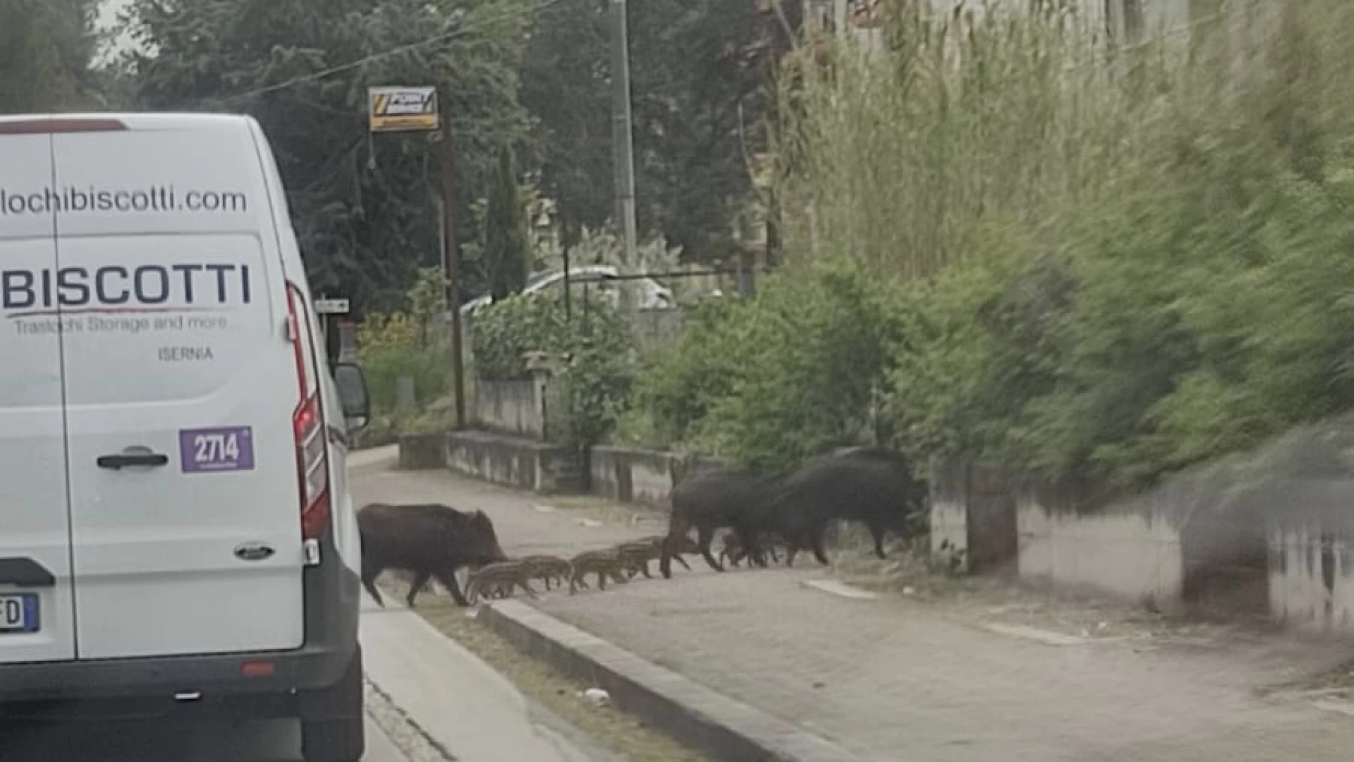 Isernia: "famiglia" di Cinghiali blocca il traffico in zona San Lazzaro. Animali a zonzo nel centro città. Guarda le foto.