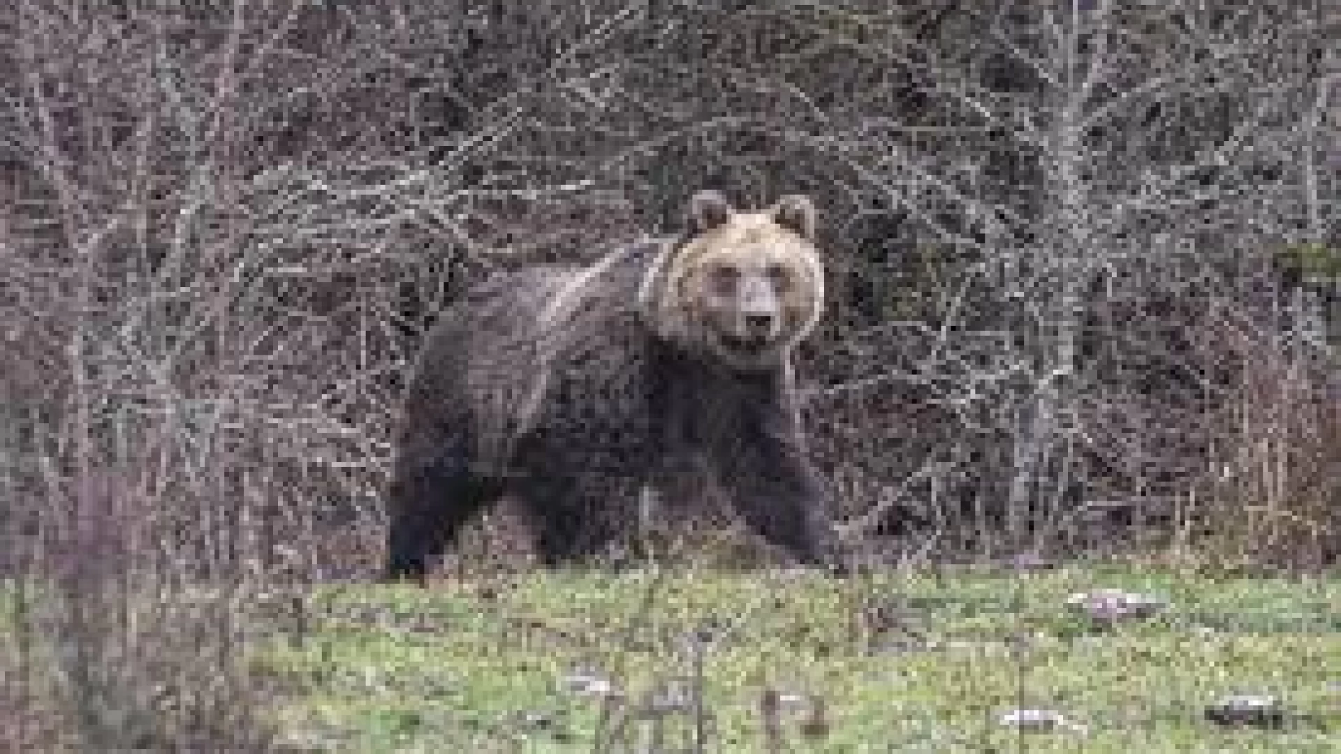 Un nuovo orso in Alto Sangro. Numerosi gli avvistamenti tra Castel Di Sangro e Scontrone. Visitati allevamenti e pollai della zona.