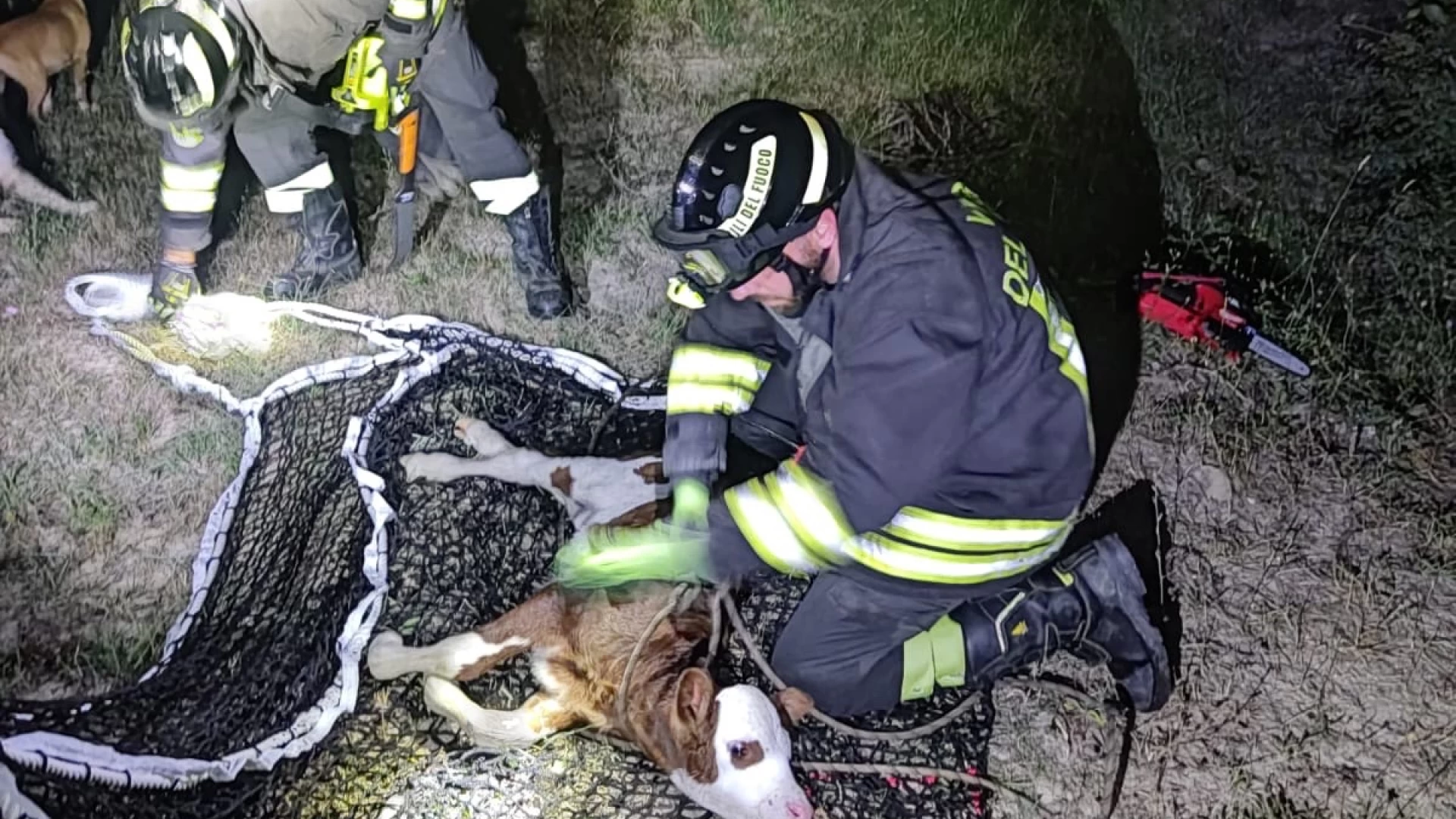 Forlì del Sannio: i Vigili del Fuoco salvano un vitello caduto in una scarpata profonda 15 metri.