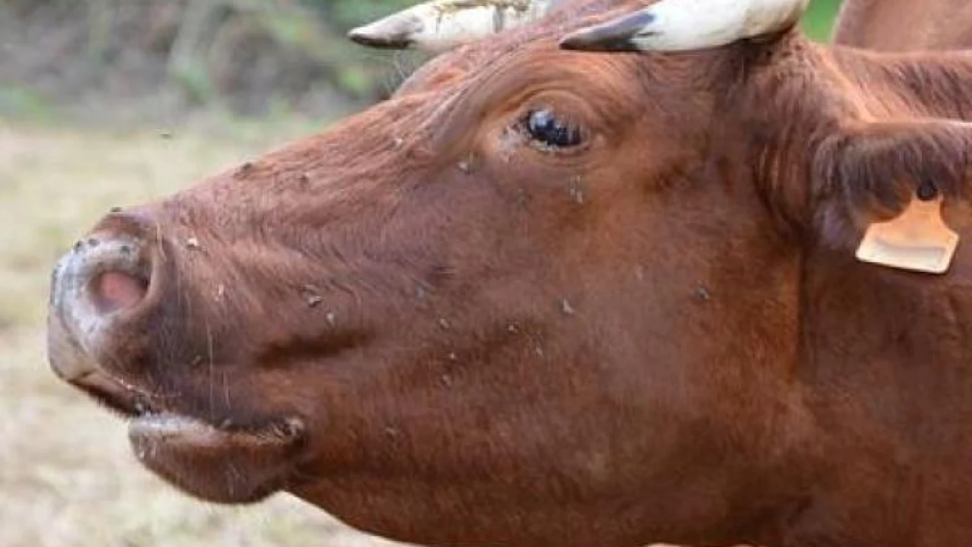 Tubercolosi bovina, i divieti pascolo sul territorio mettono in crisi gli allevatori soprattutto nella Valle del Volturno.