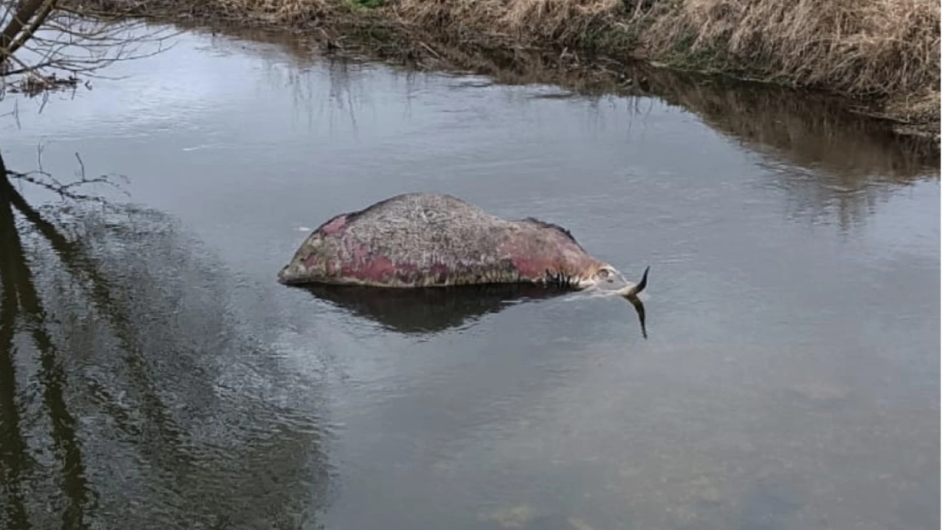 Montenero Valcocchiara: rinvenuti bovini morti in zona Pantano della Zittola.