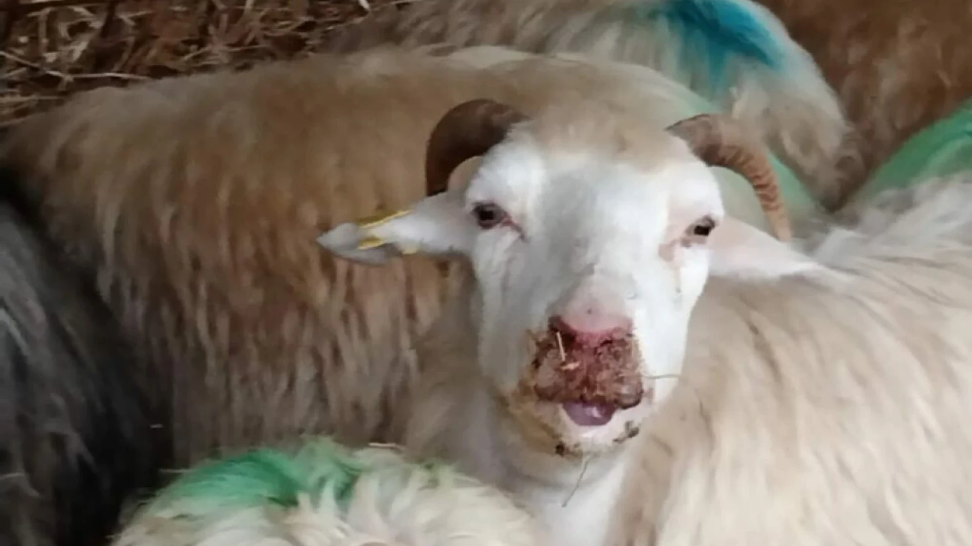 Bluetongue: Coldiretti Molise chiede l’attivazione di un piano vaccinale regionale.