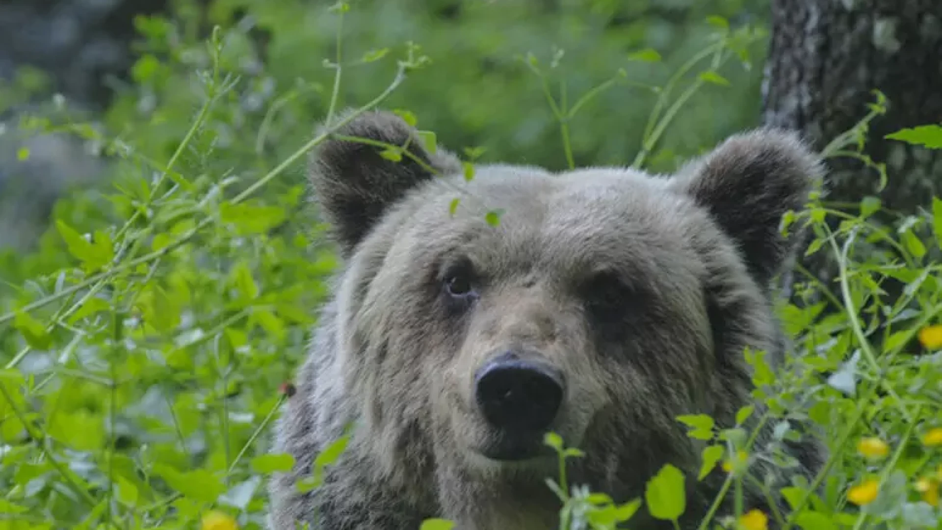 Task force per attività di tutela dell'orso bruno marsicano
