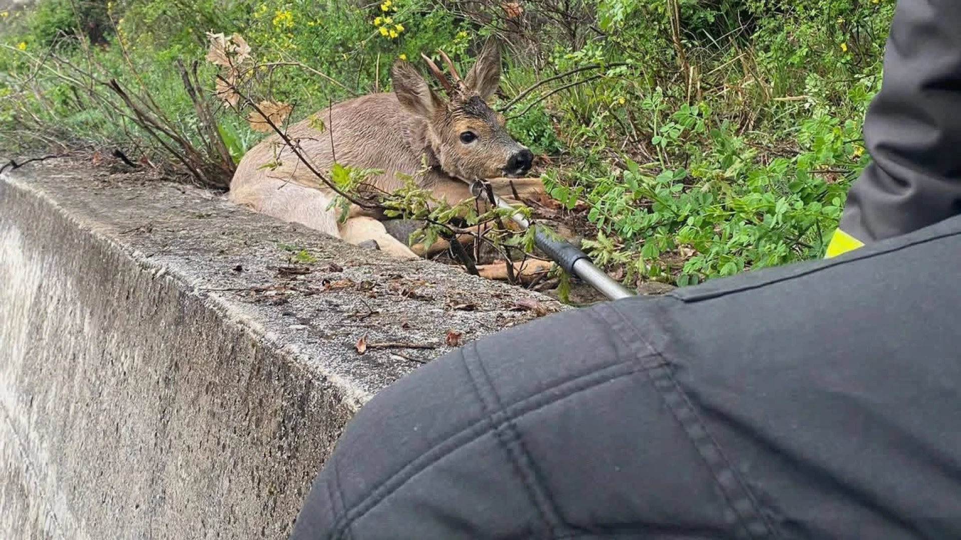 Agnone: i Vigili del Fuoco soccorrono e salvano un piccolo di capriolo accidentalmente caduto in un dirupo.