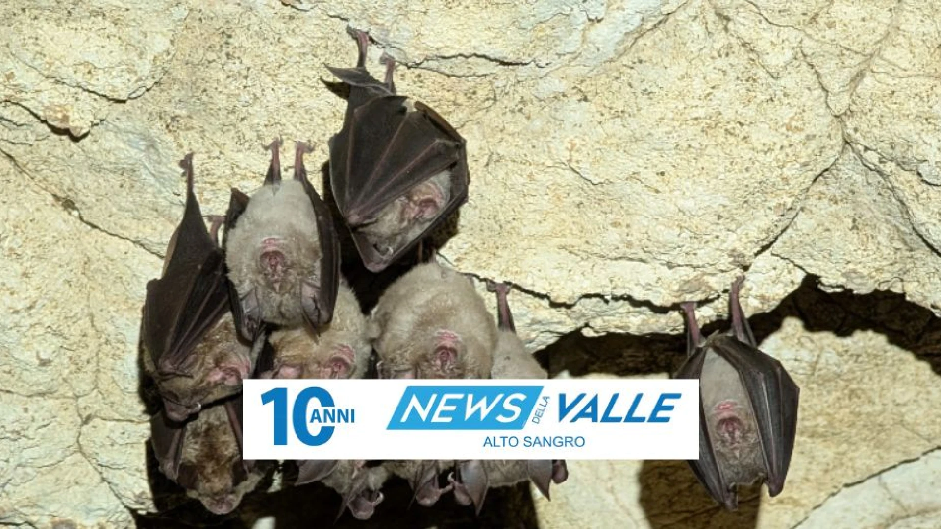 Grotte di Stiffe: scoperto il Rhinolophus Euryale tra i 350 pipistrelli presenti. Pubblicato lo studio su specie vulnerabile e rara in Abruzzo.
