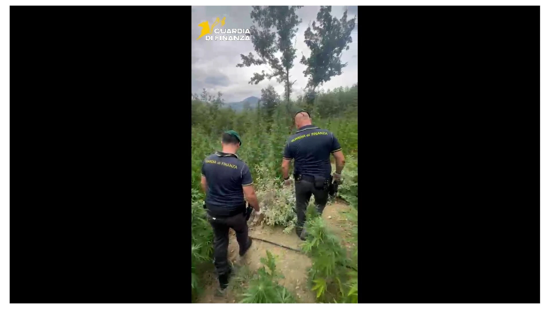 Salcito: sequestrata dai finanzieri di Campobasso maxi piantagione di Marijuana con oltre 1560 piante.