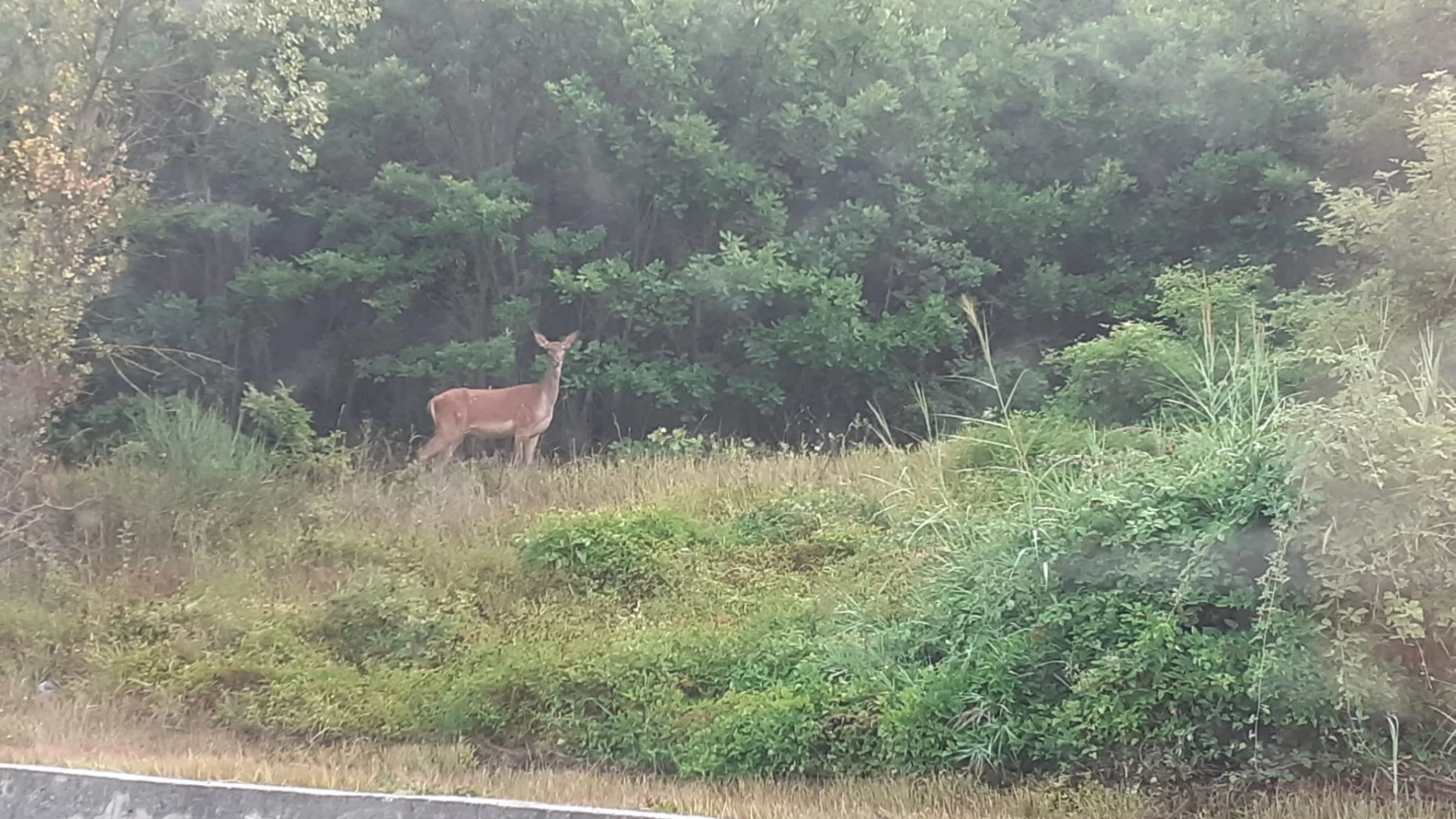 Fornelli: esemplare di cervo avvistato a bordo strada dagli automobilisti questa mattina. Guarda le foto