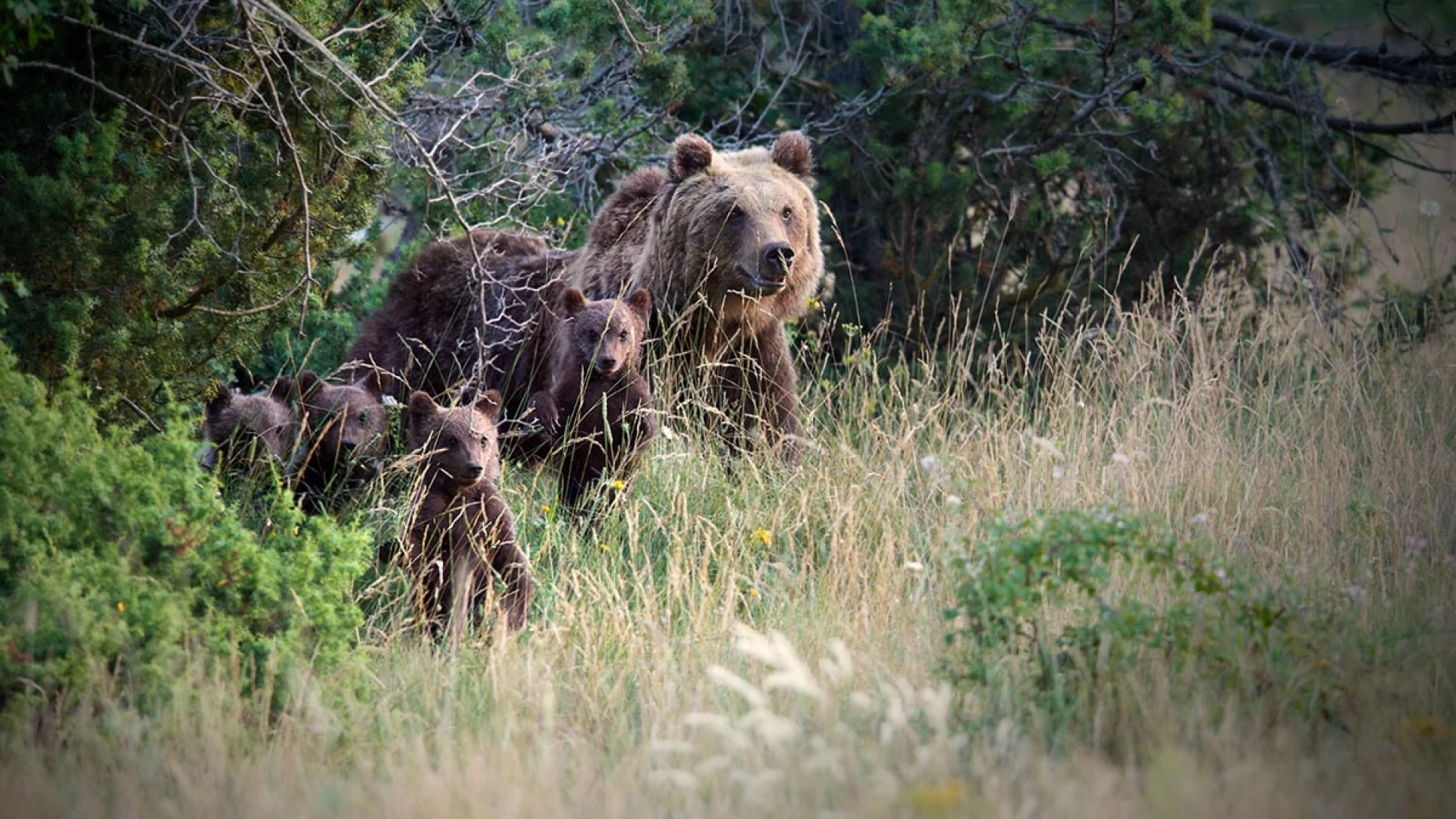 Un nuovo finanziamento europeo aiuterà a convivere con gli orsi in Europa