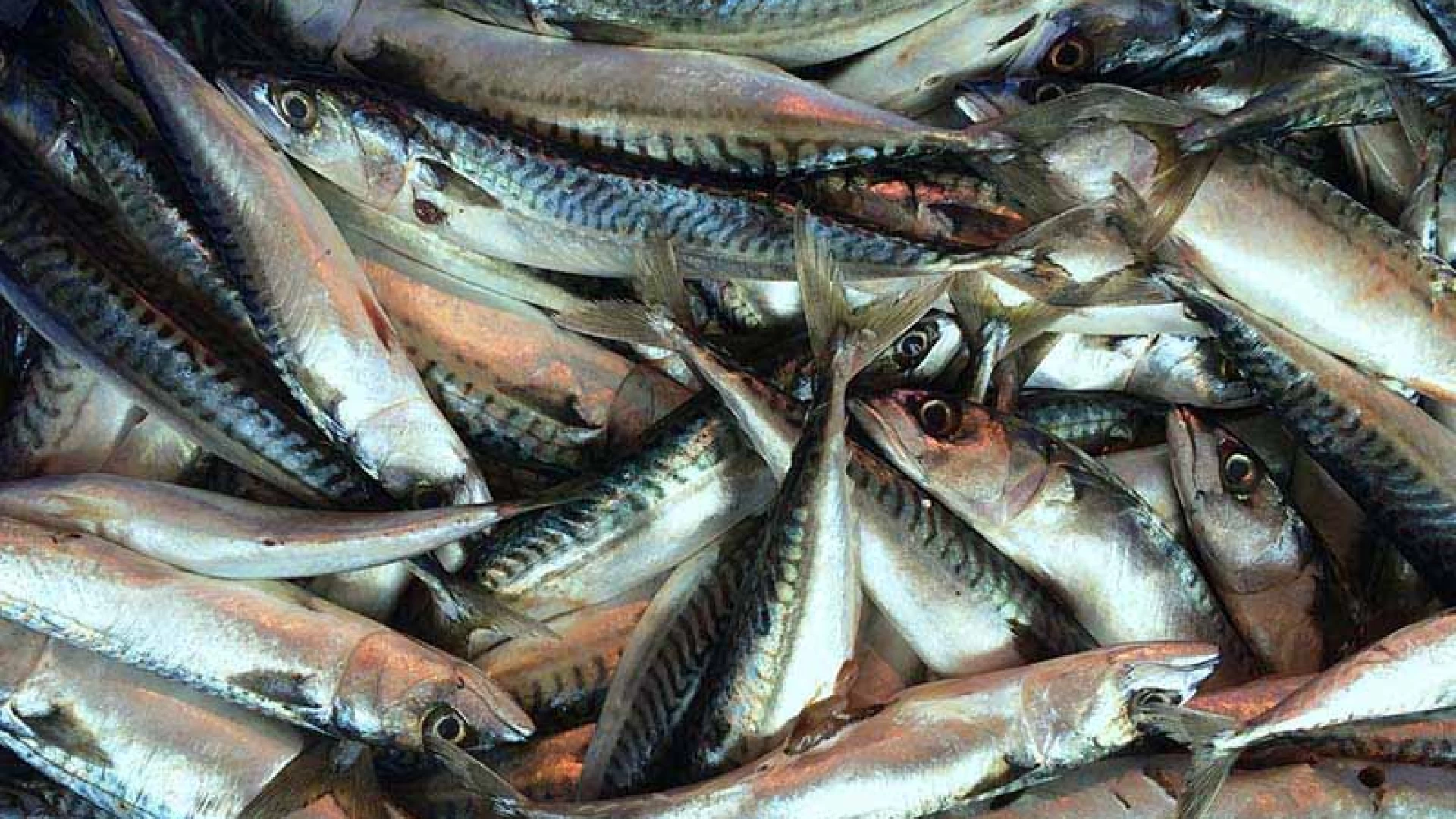 Dal peschereccio alla tavola: come prevenire l’intossicazione alimentare da istamina. La ricerca dell’Izs di Teramo