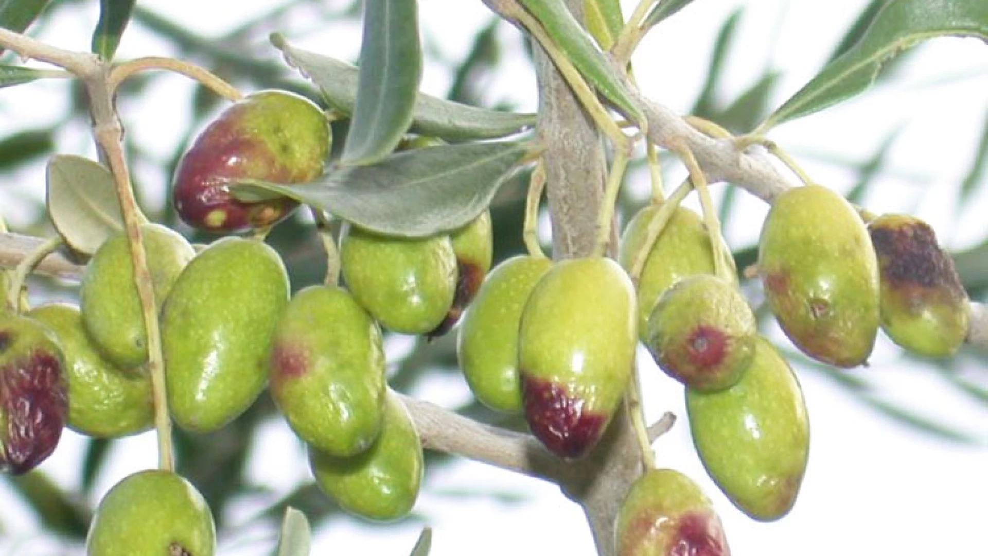 Valle del Volturno: la produzione dell'olio di oliva a rischio a causa della mosca olearia.