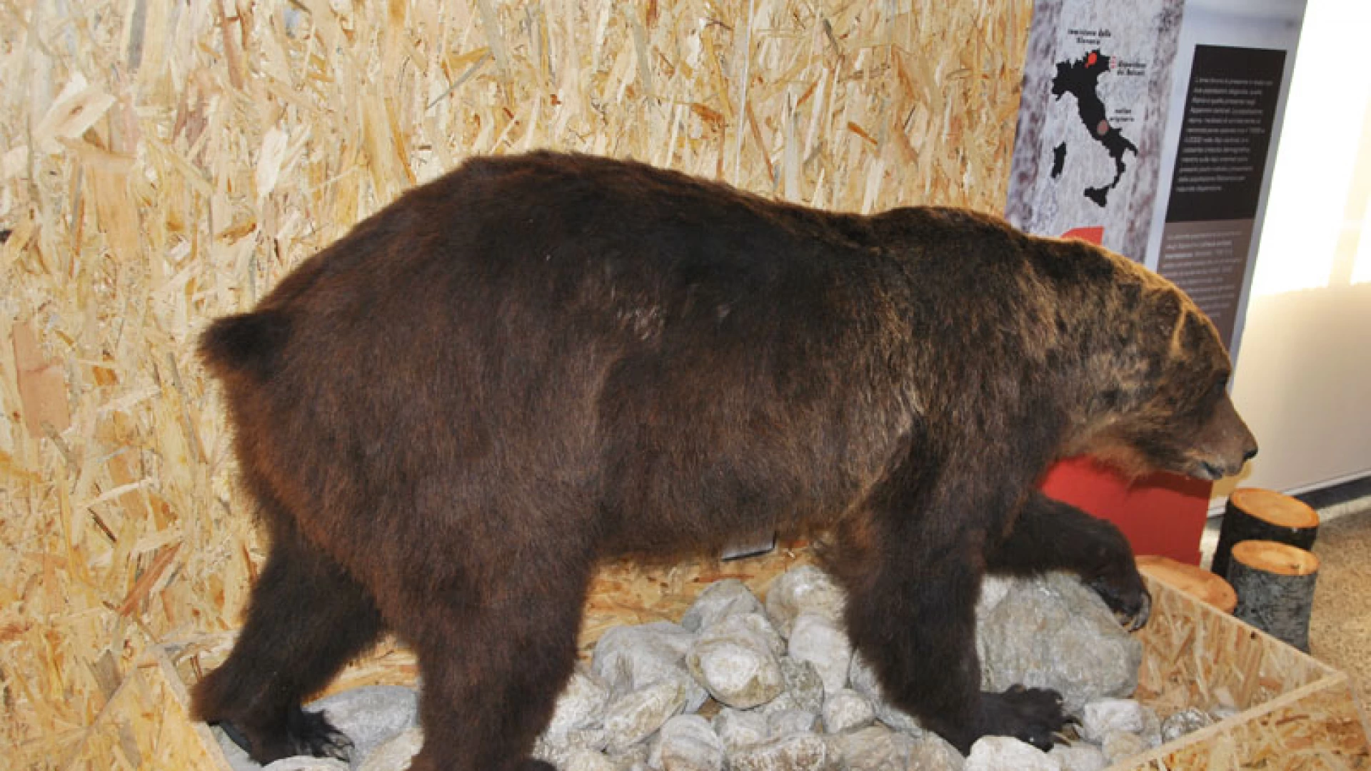 Pizzone: “Salviamo L’orso”,  fino al 30 marzo sarà possibile votare su Aviva Community Fund.