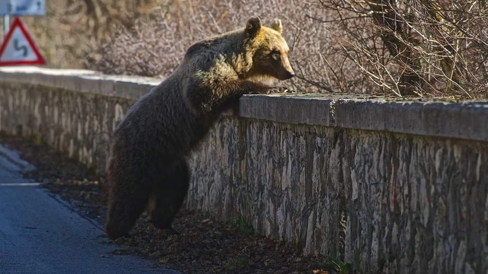 Roccaravindola:esemplare di orso marsicano avvistato nei pressi del centro abitato