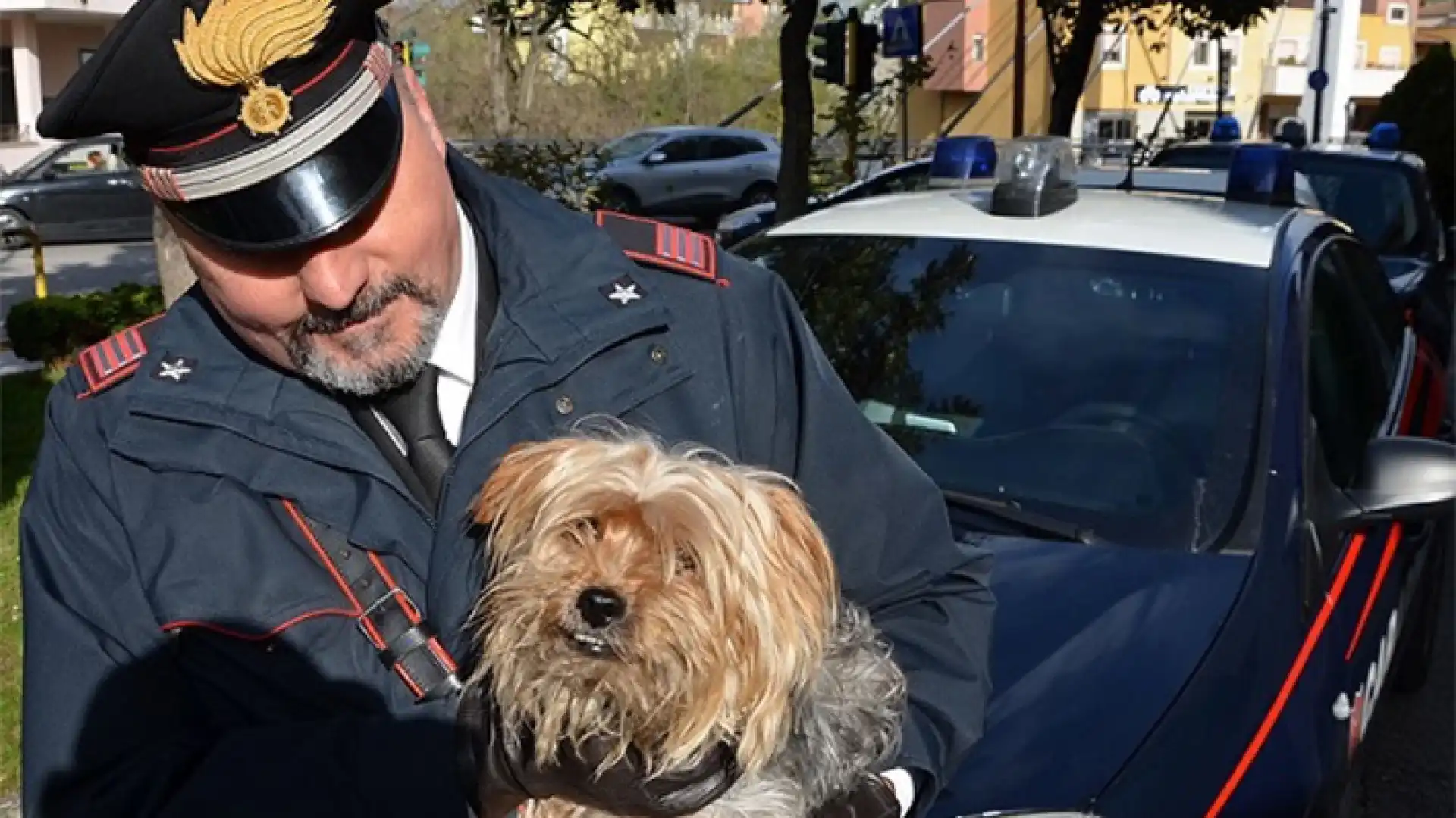 Sesto Campano: Cagnolino abbandonato lungo strada provinciale, salvato dai Carabinieri. L’amico a quattro zampe scaraventato da una vettura in corsa.