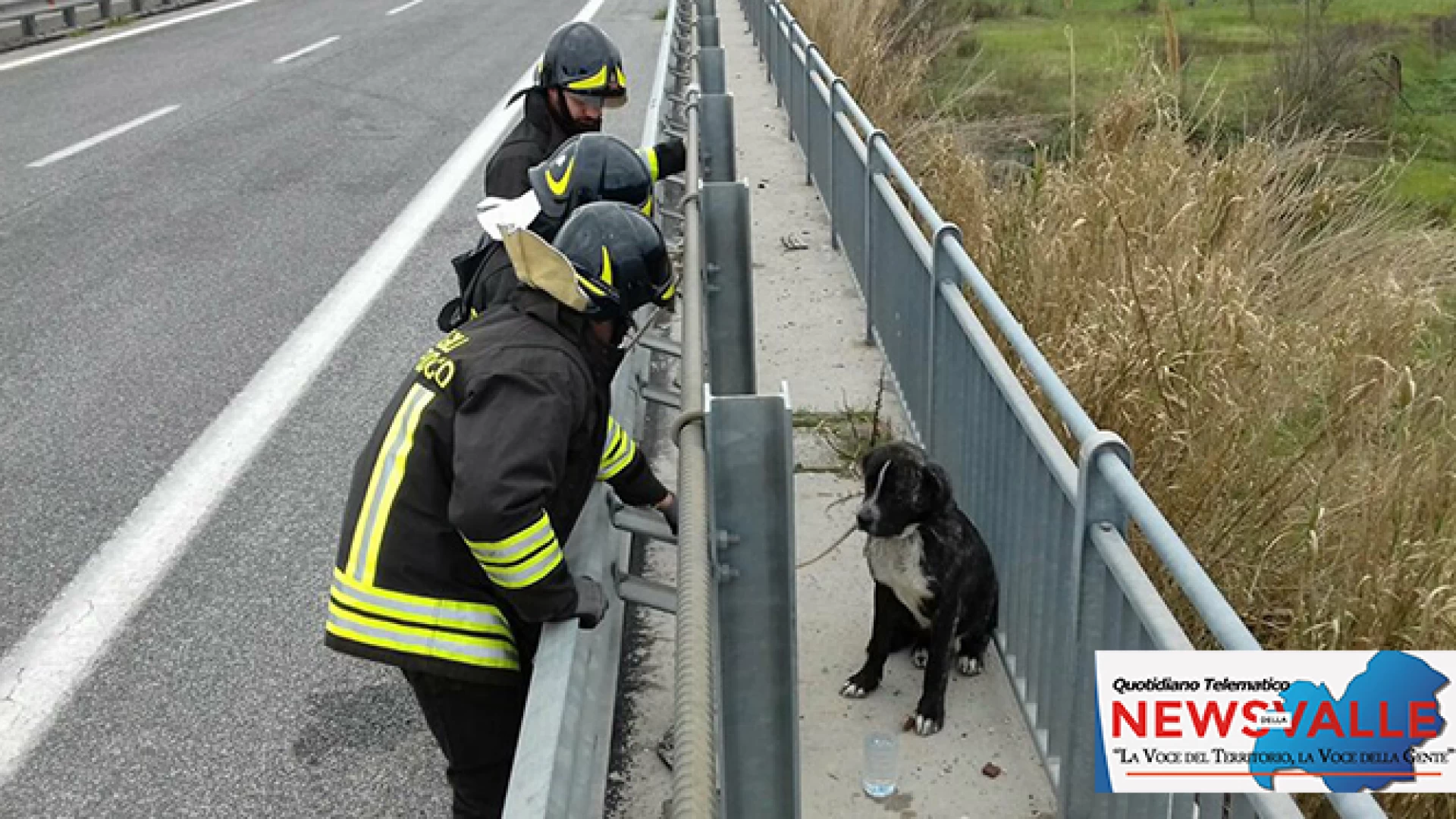 Sesto Campano: cagnolino abbandonato sulla variante salvato dai Vigili del Fuoco Volontari di Venafro. Sul posto anche i Carabinieri Forestali e la Polizia Municipale.