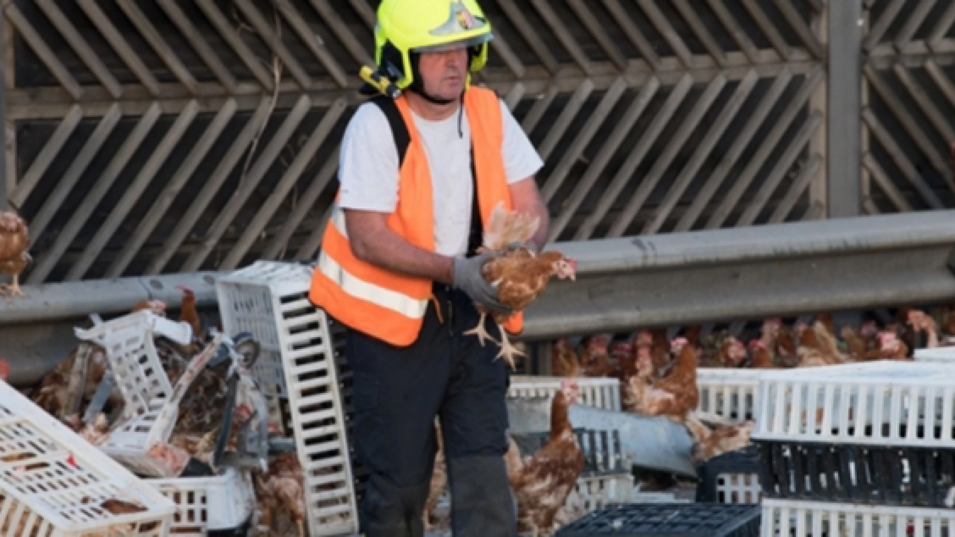 Venafro: mezzo pesante carico di polli si ribalta in una zona di campagna. I Vigili del Fuoco provvedono al recupero degli animali.