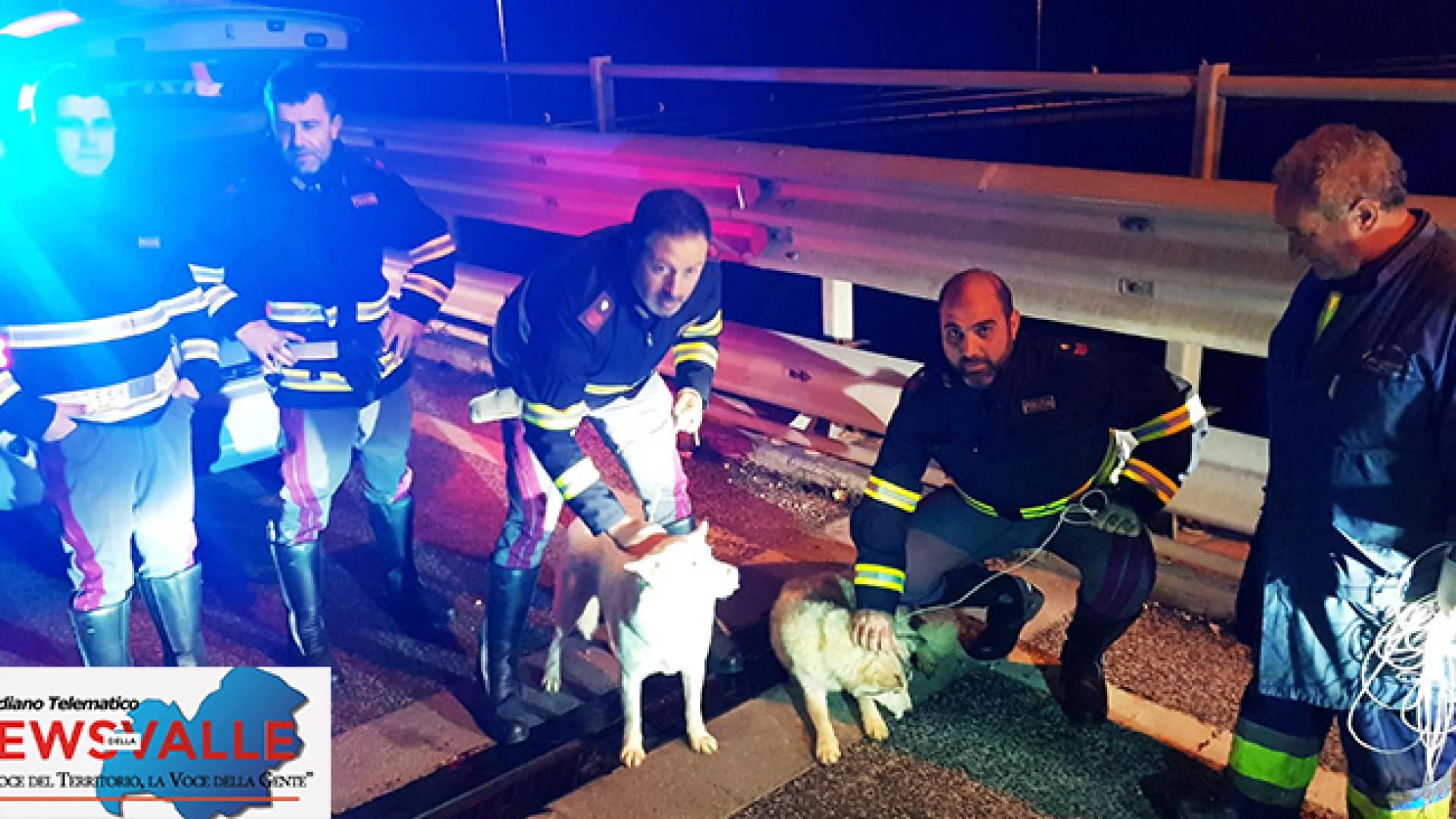 Isernia: la Polizia mette in salvo due bellissimi esemplari di Husky. Si aggiravano smarriti sulla statale venafrana.