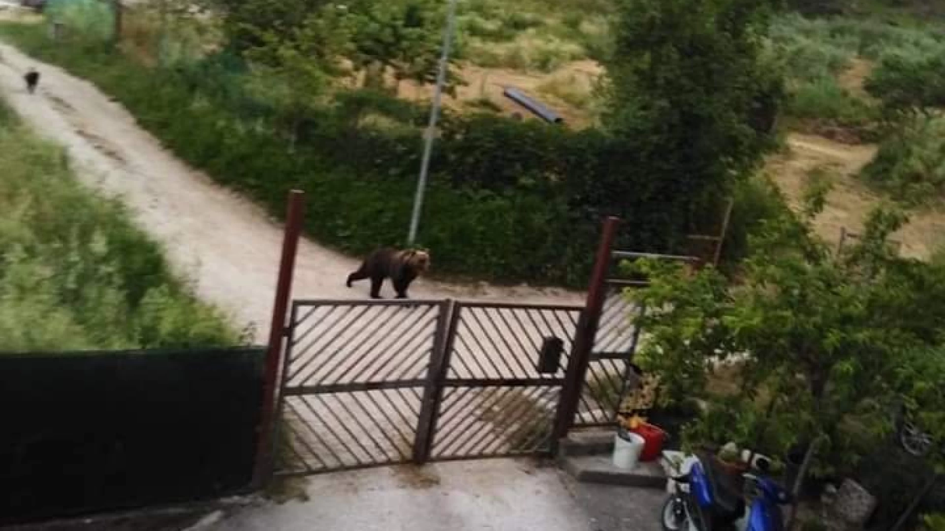 Cupone: incredibile orso vaga a zonzo per le case. Guarda il video.