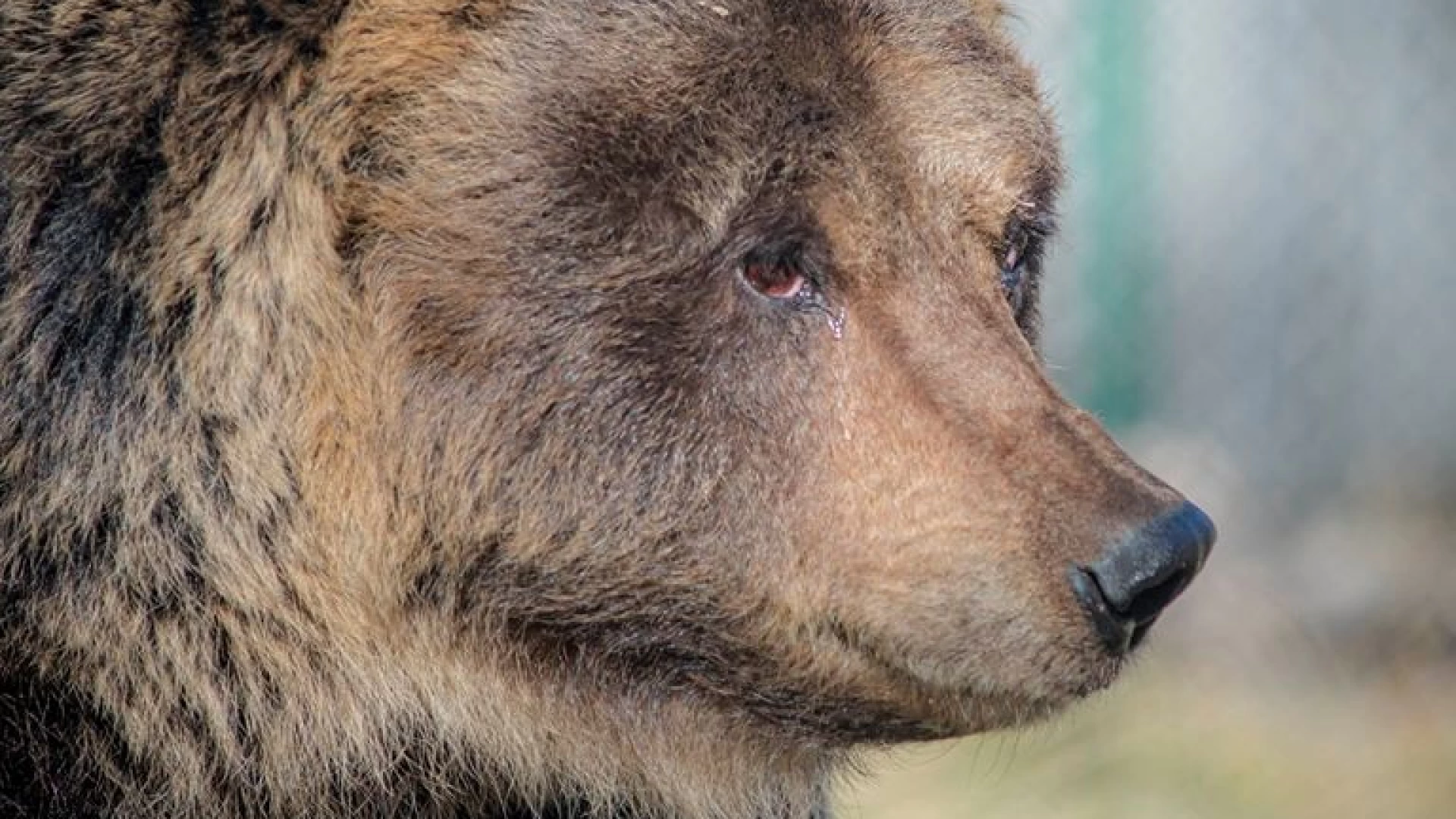 Lauretta, l’orsa del Centro Visite di Pescasseroli, è morta.